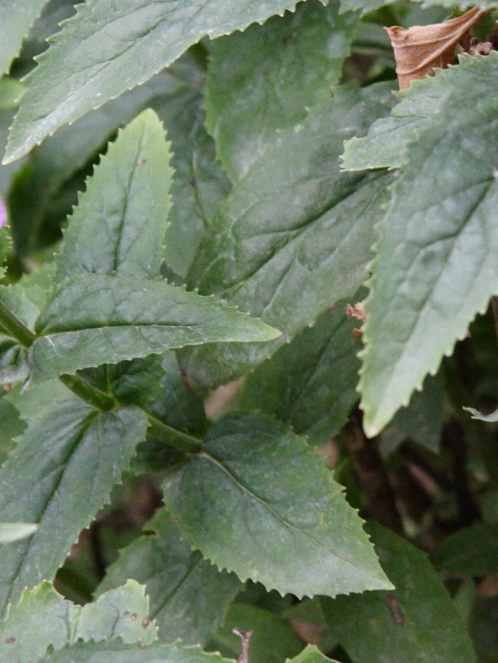 penstemon_serrulatus3md