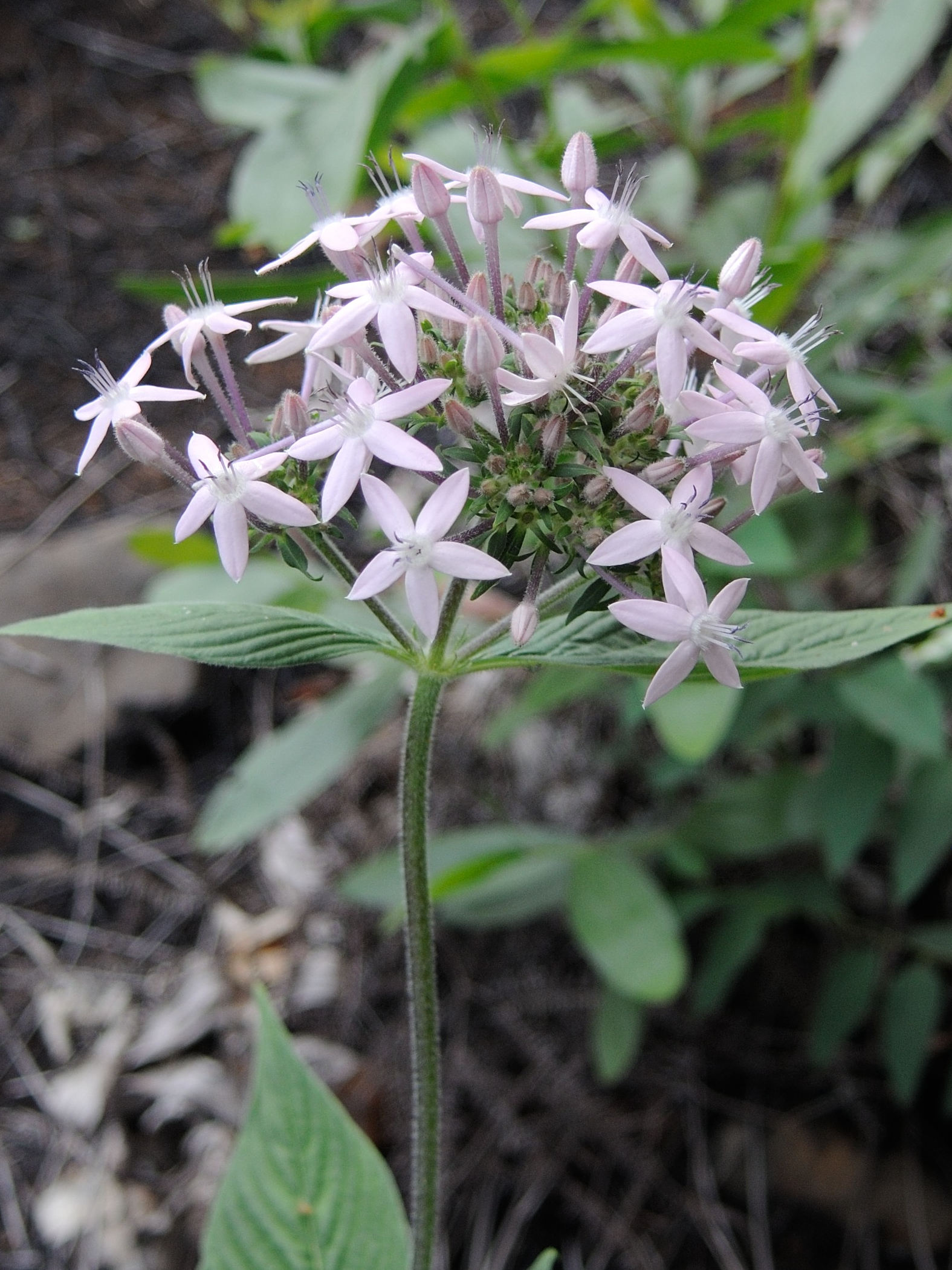 pentas_lanceolata6md