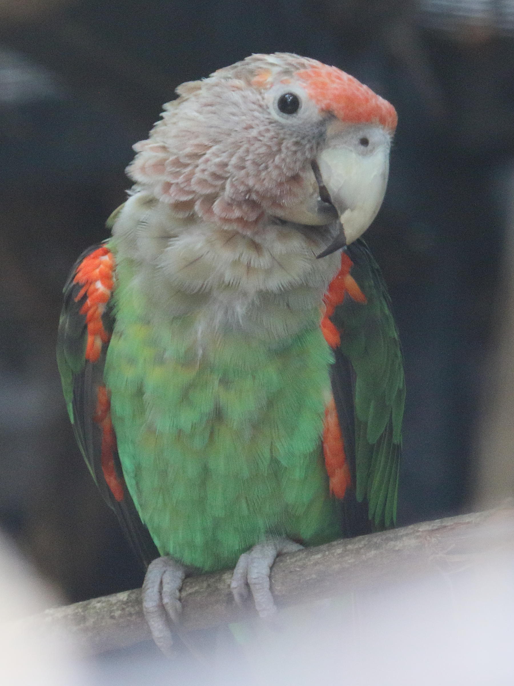 perroquet_robuste_-_poicephalus_robustus_fuscicollis2bd