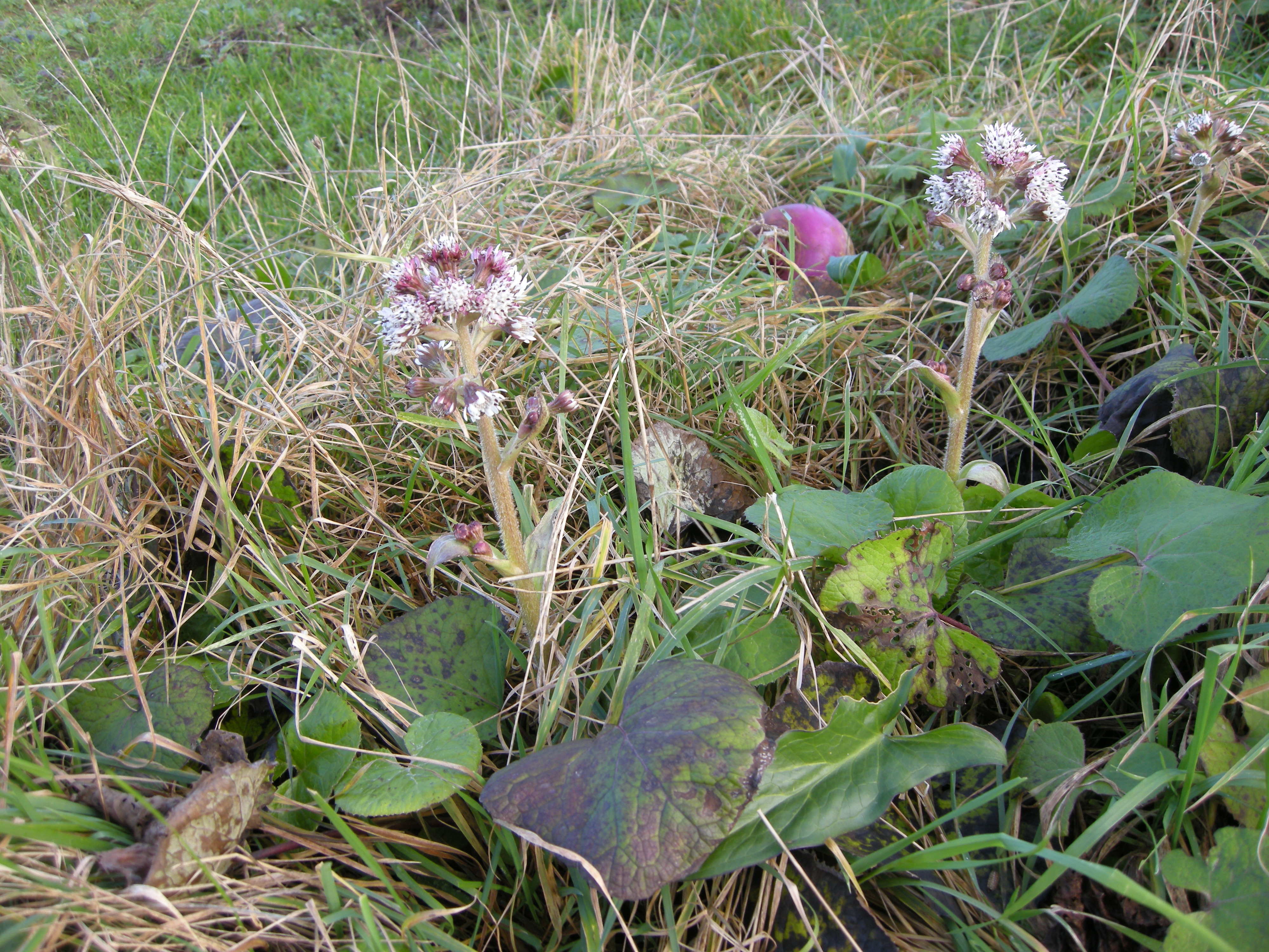 Afficher le média petasites_pyrenaicus2md petasites_pyrenaicus2md