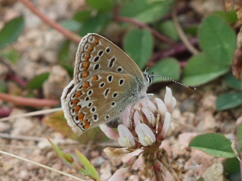 plebejus_argyrognomon1bd