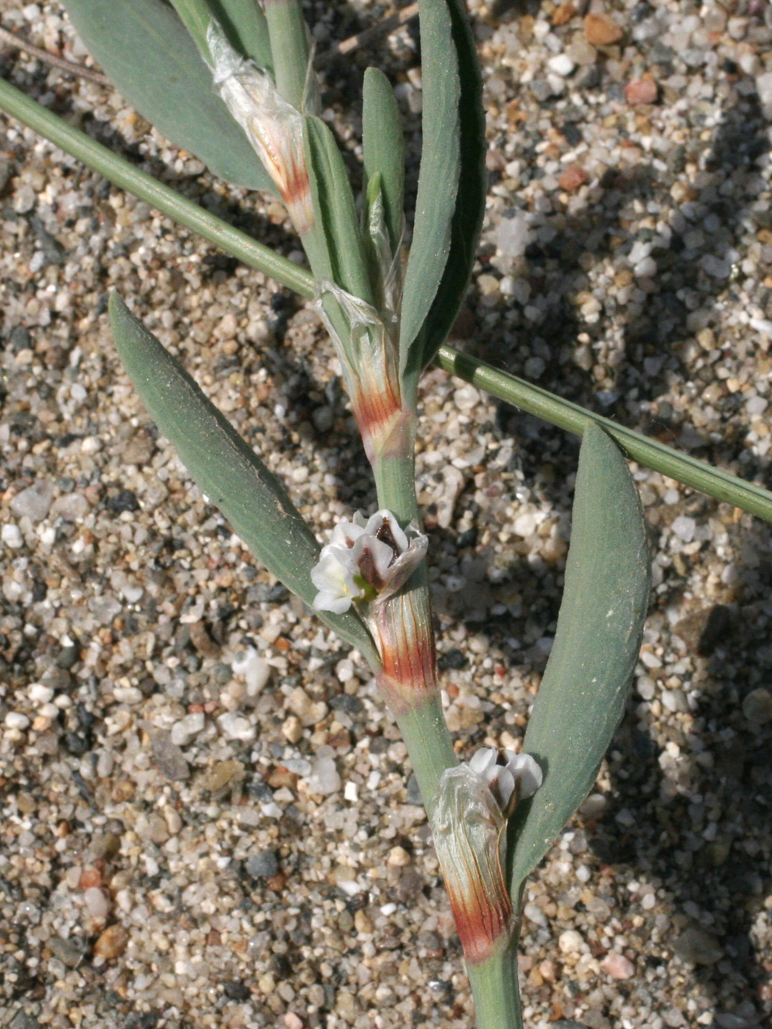 Afficher le média polygonum_maritimum2md polygonum_maritimum2md