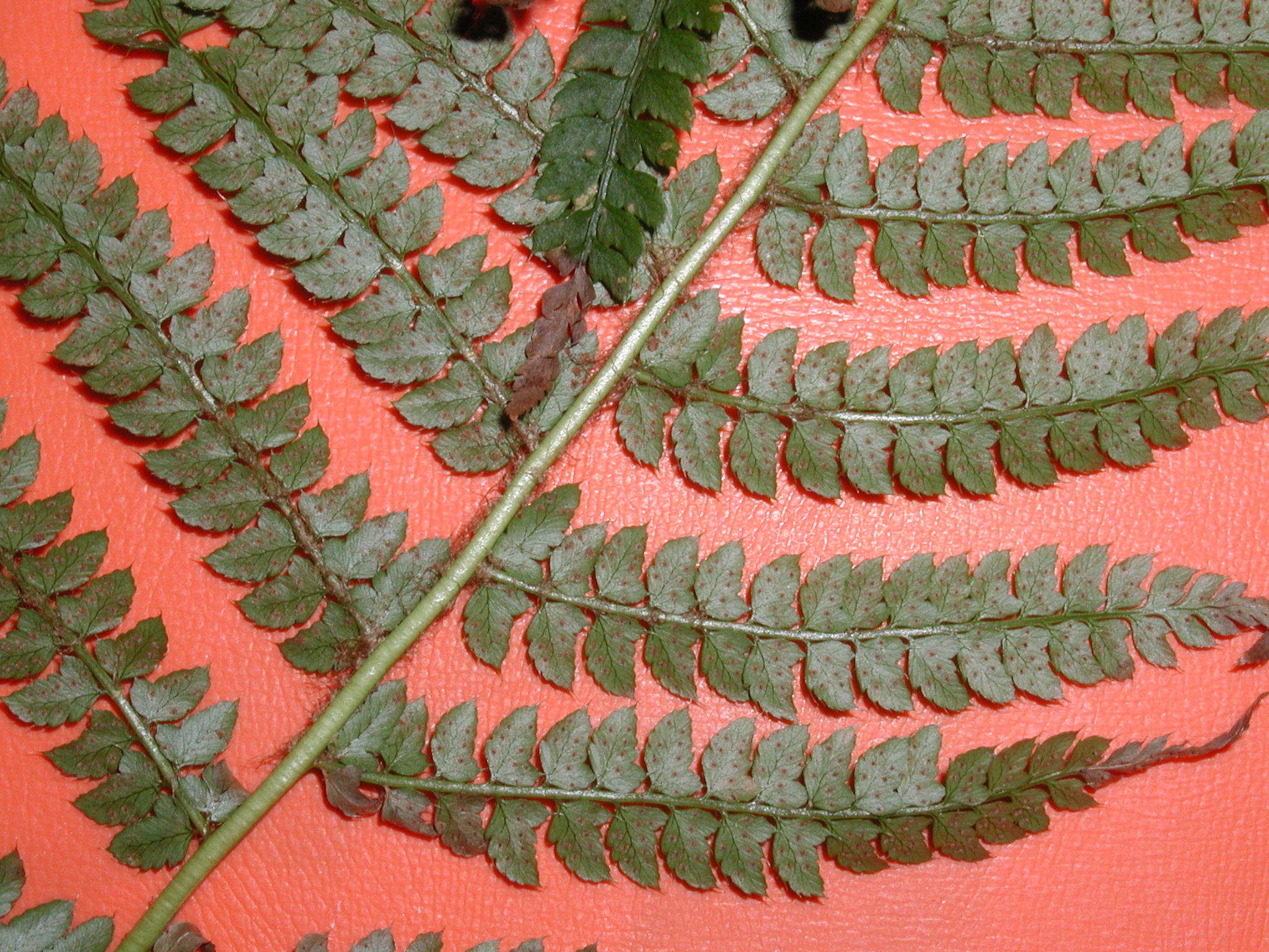 polystichum_aculeatum3md