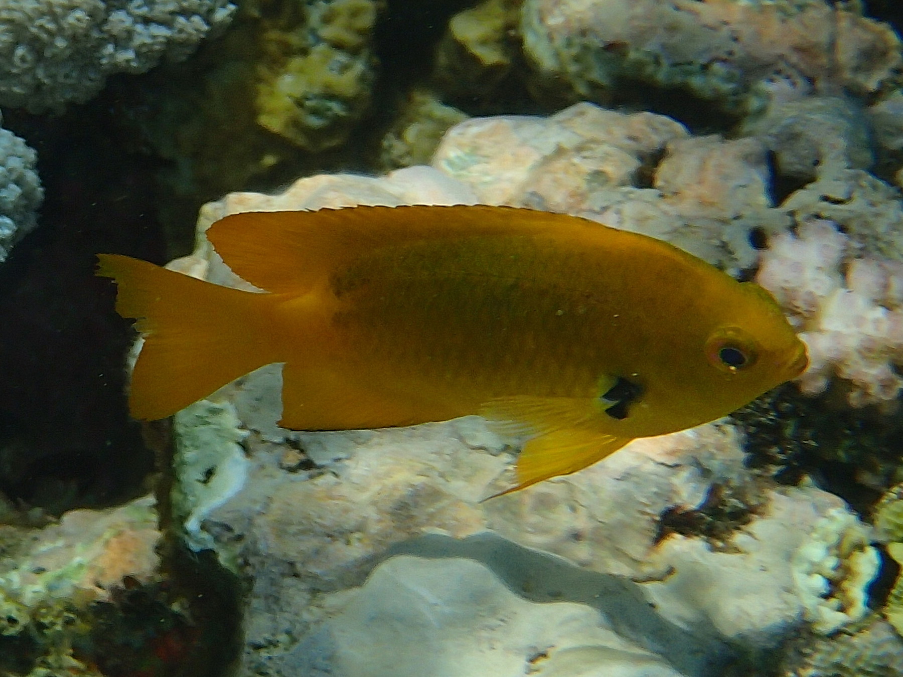 pomacentrus_sulfureus1bd