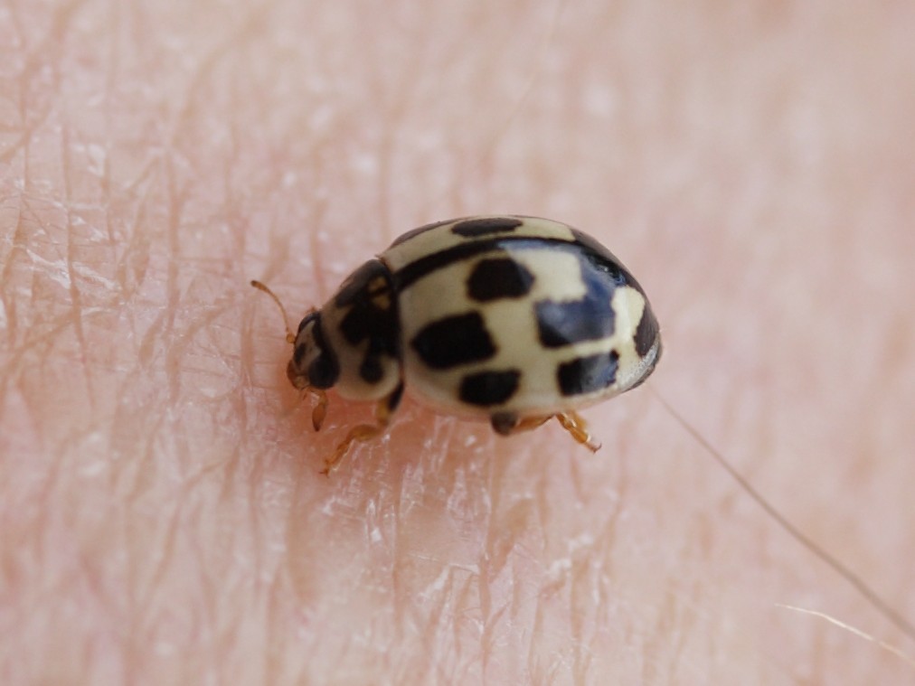 Afficher le média propylea_quatuordecimpunctata6md propylea_quatuordecimpunctata6md