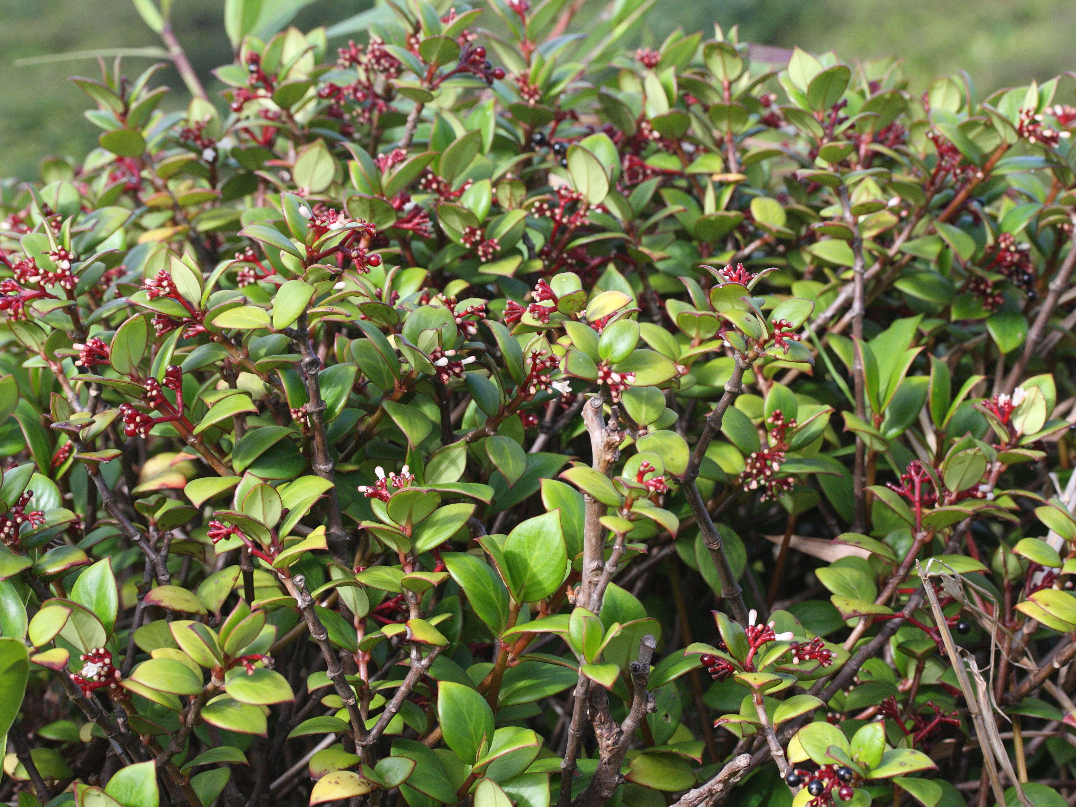 psychotria_guadalupensis3md