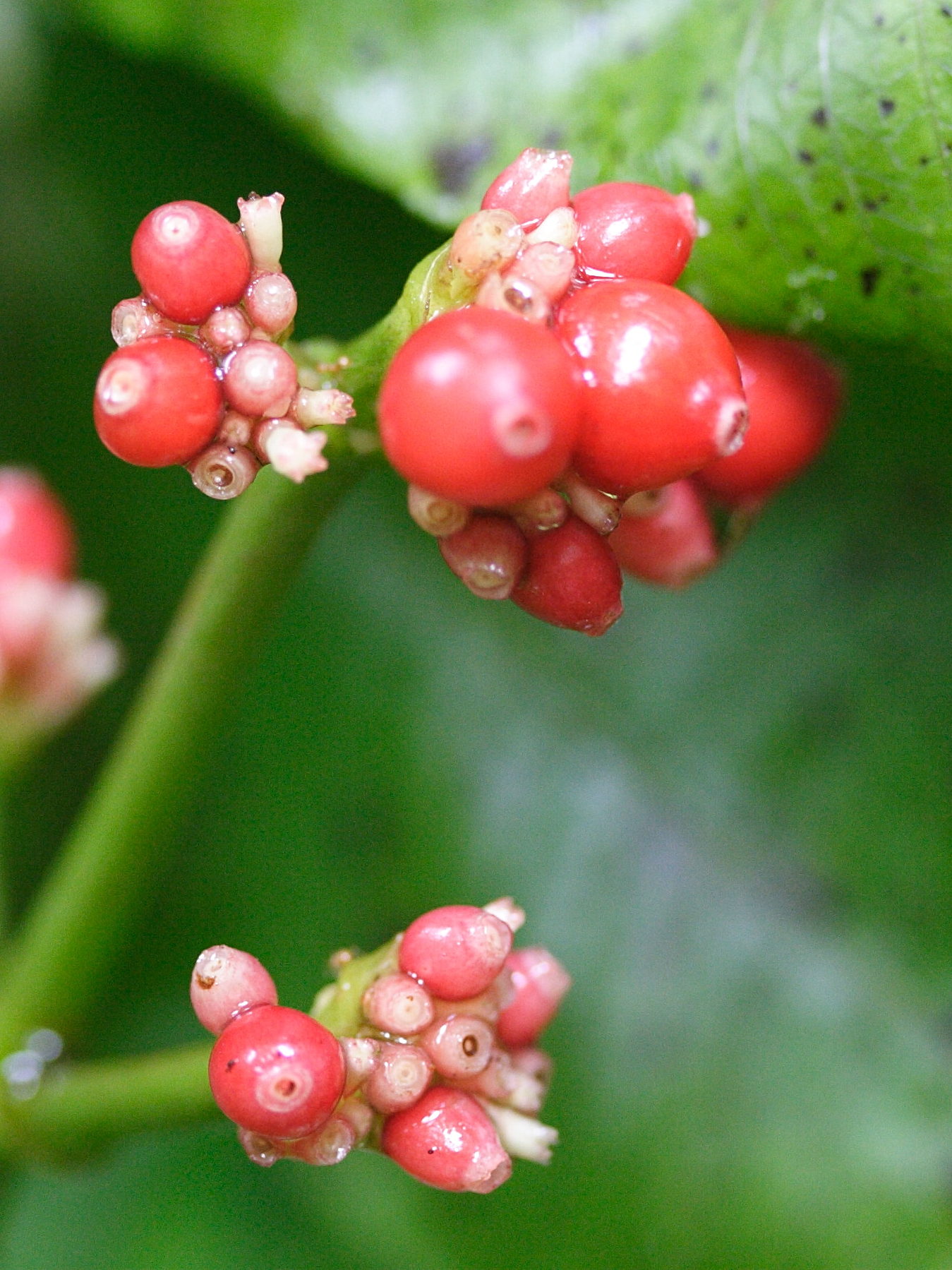 psychotria_uliginosa2md