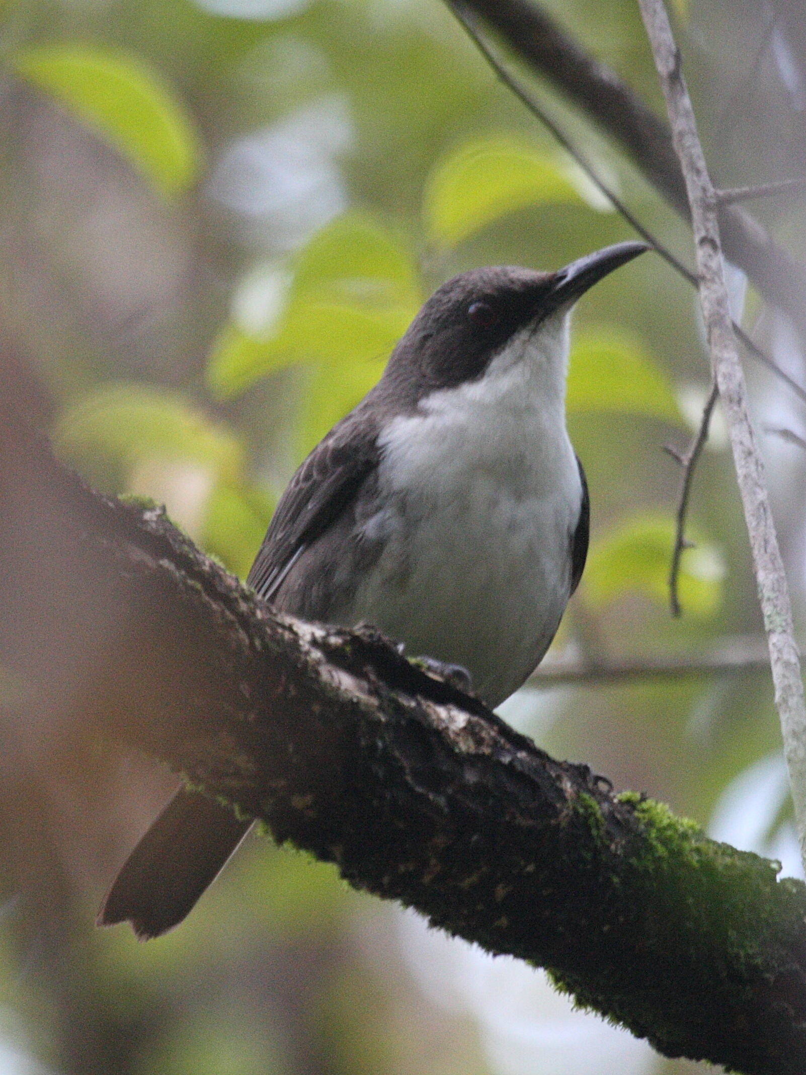 Ramphocinclus_brachyurus