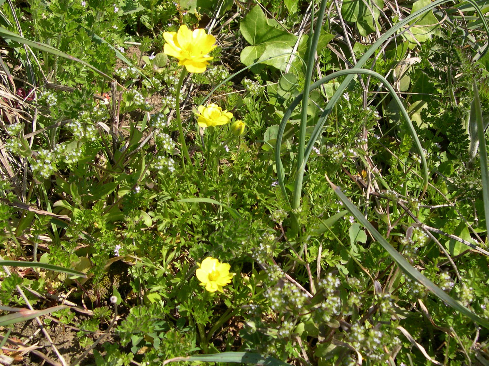 ranunculus_paludosus4md