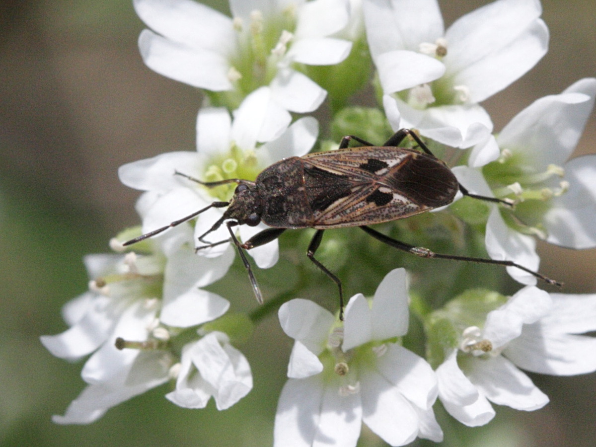 rhyparochromus_vulgaris1bd