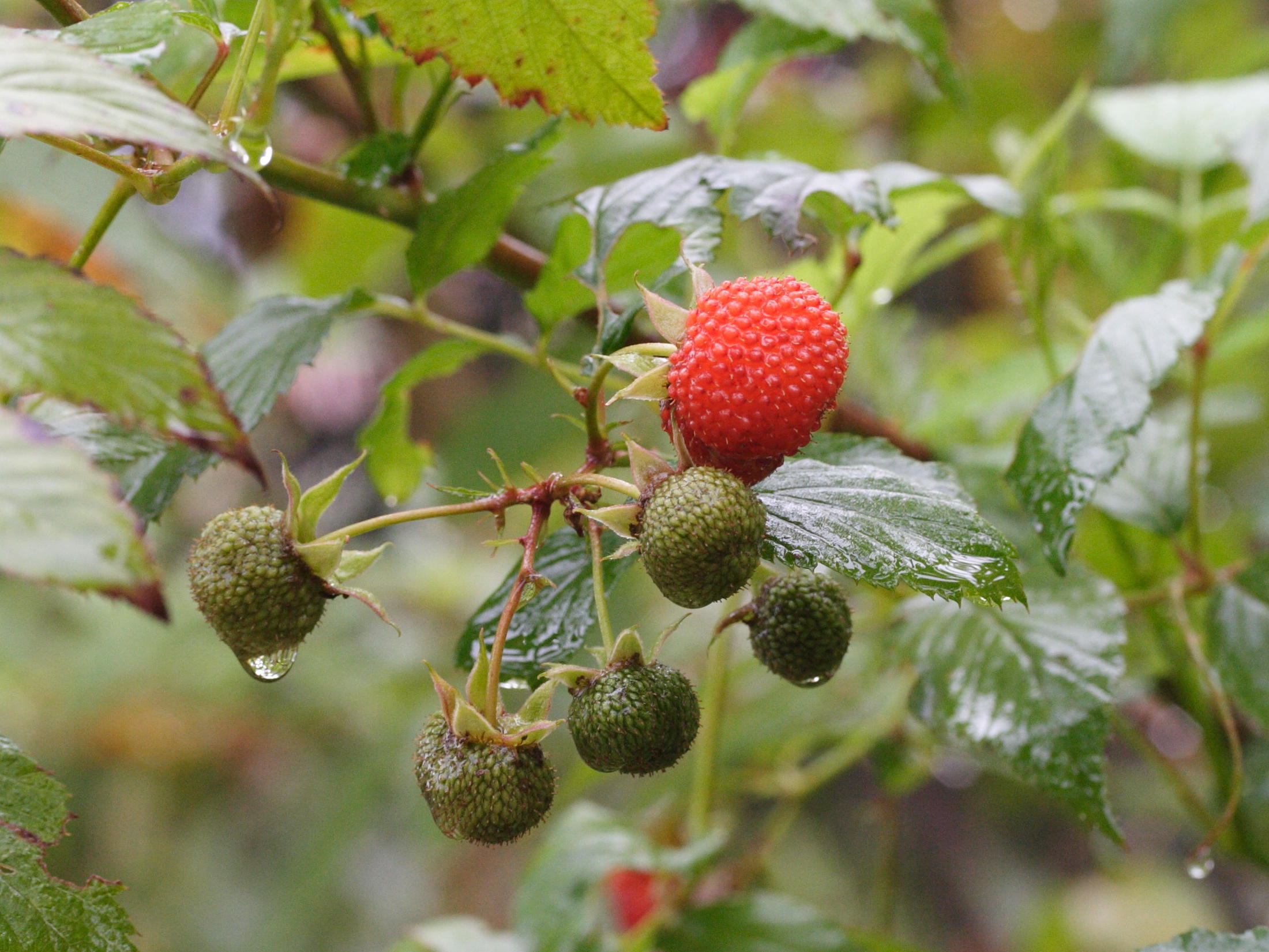 rubus_rosifolius5md