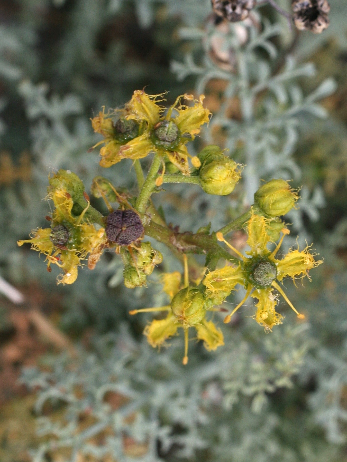 ruta_angustifolia2md