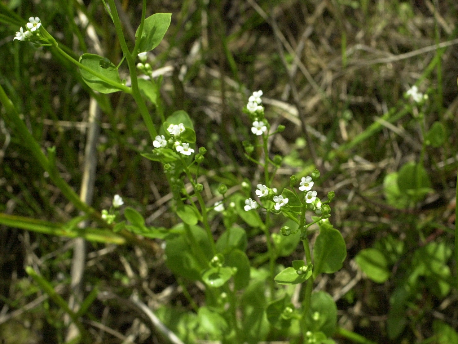 samolus_valerandi1md