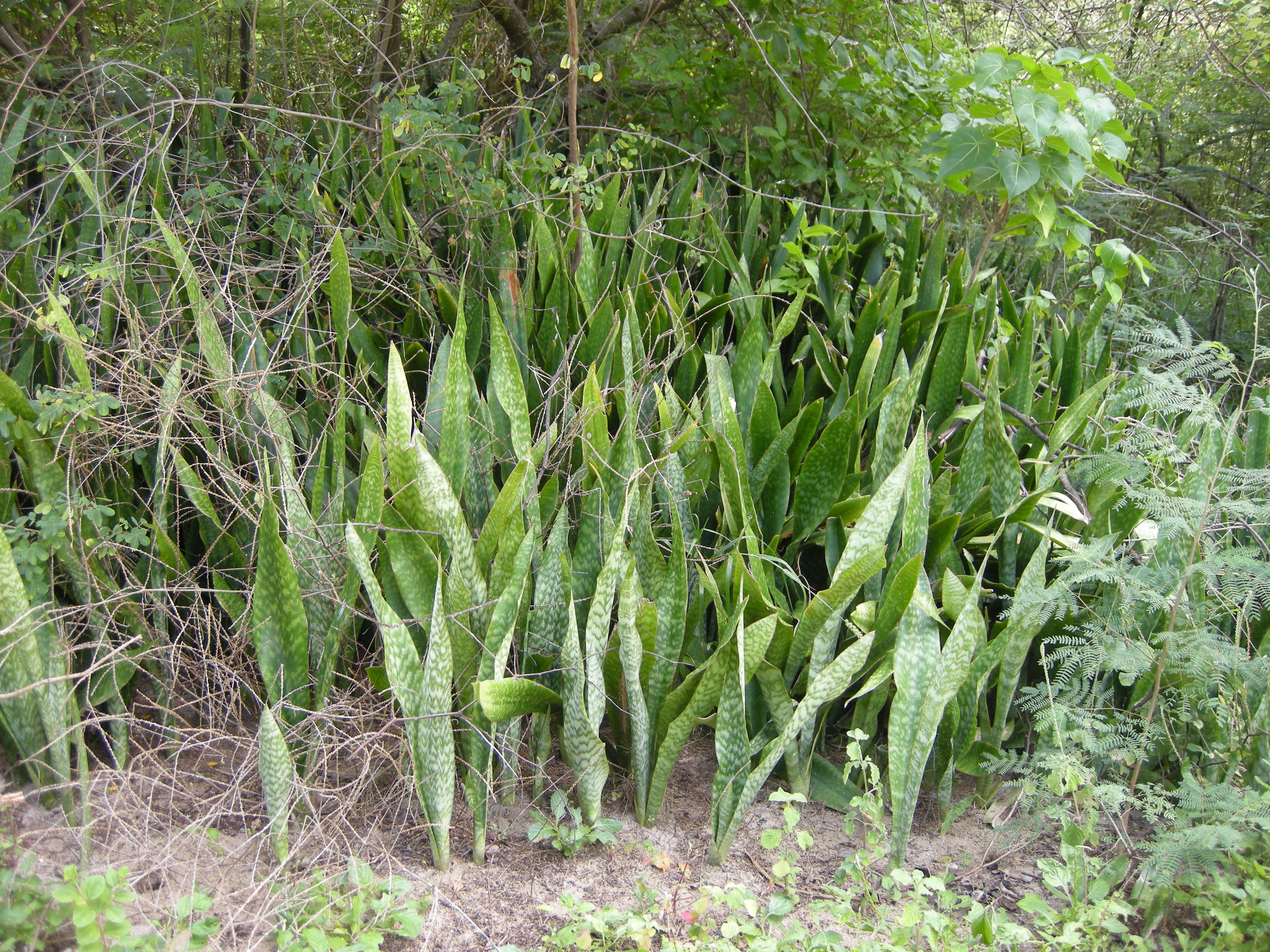 sansevieria_trifasciata6md