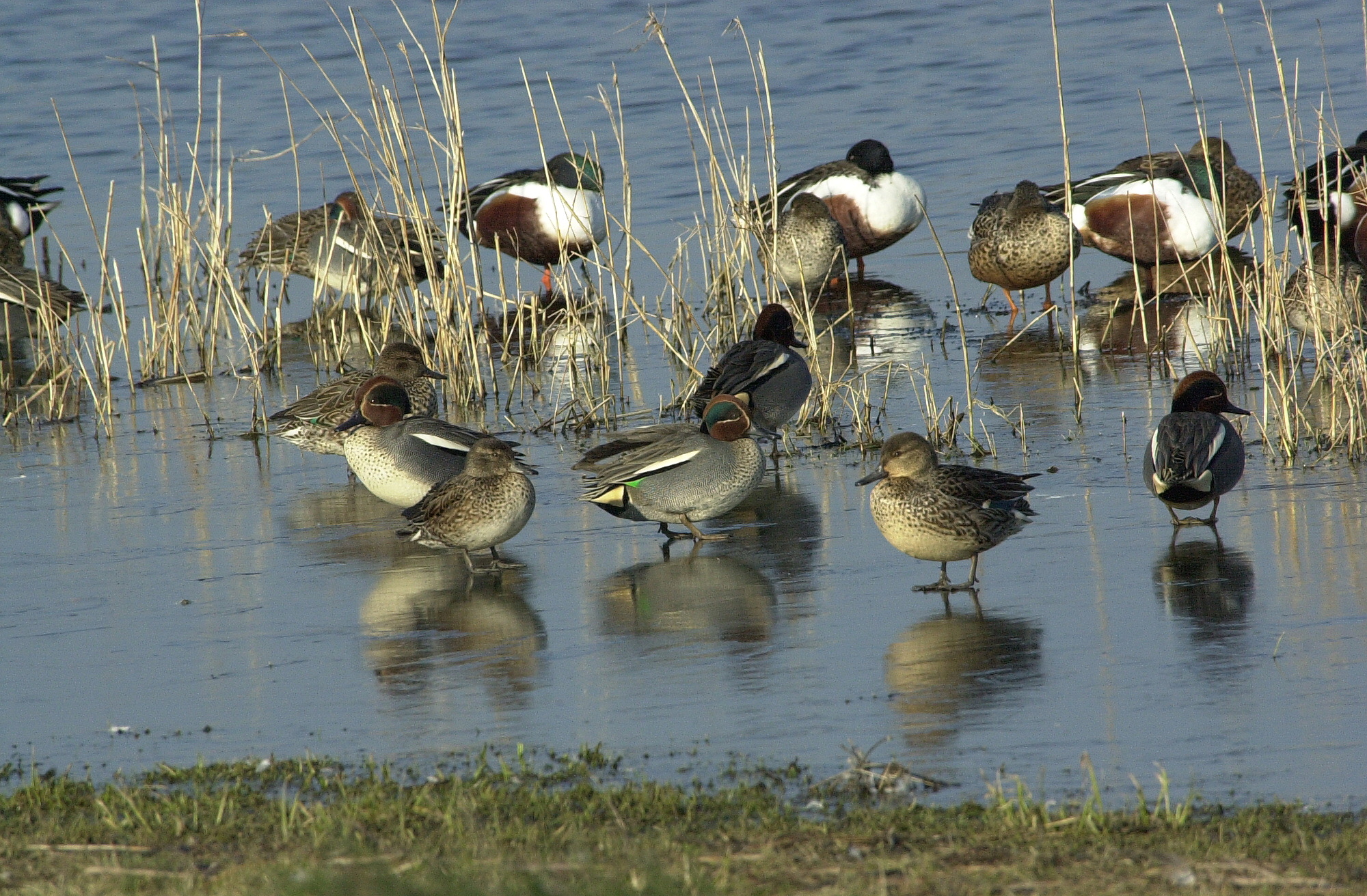 sarcelle_d-hiver_-_anas_crecca3md