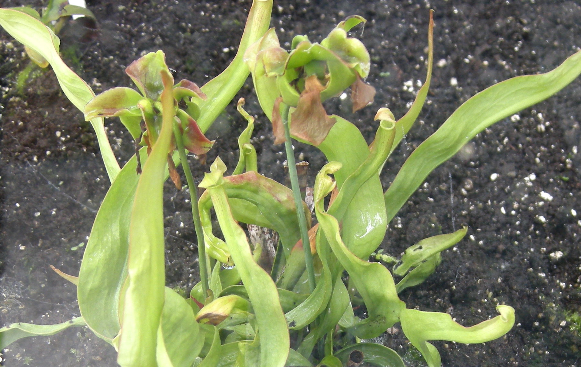 Afficher le média sarracenia_rubra_alabamensis2bd sarracenia_rubra_alabamensis2bd