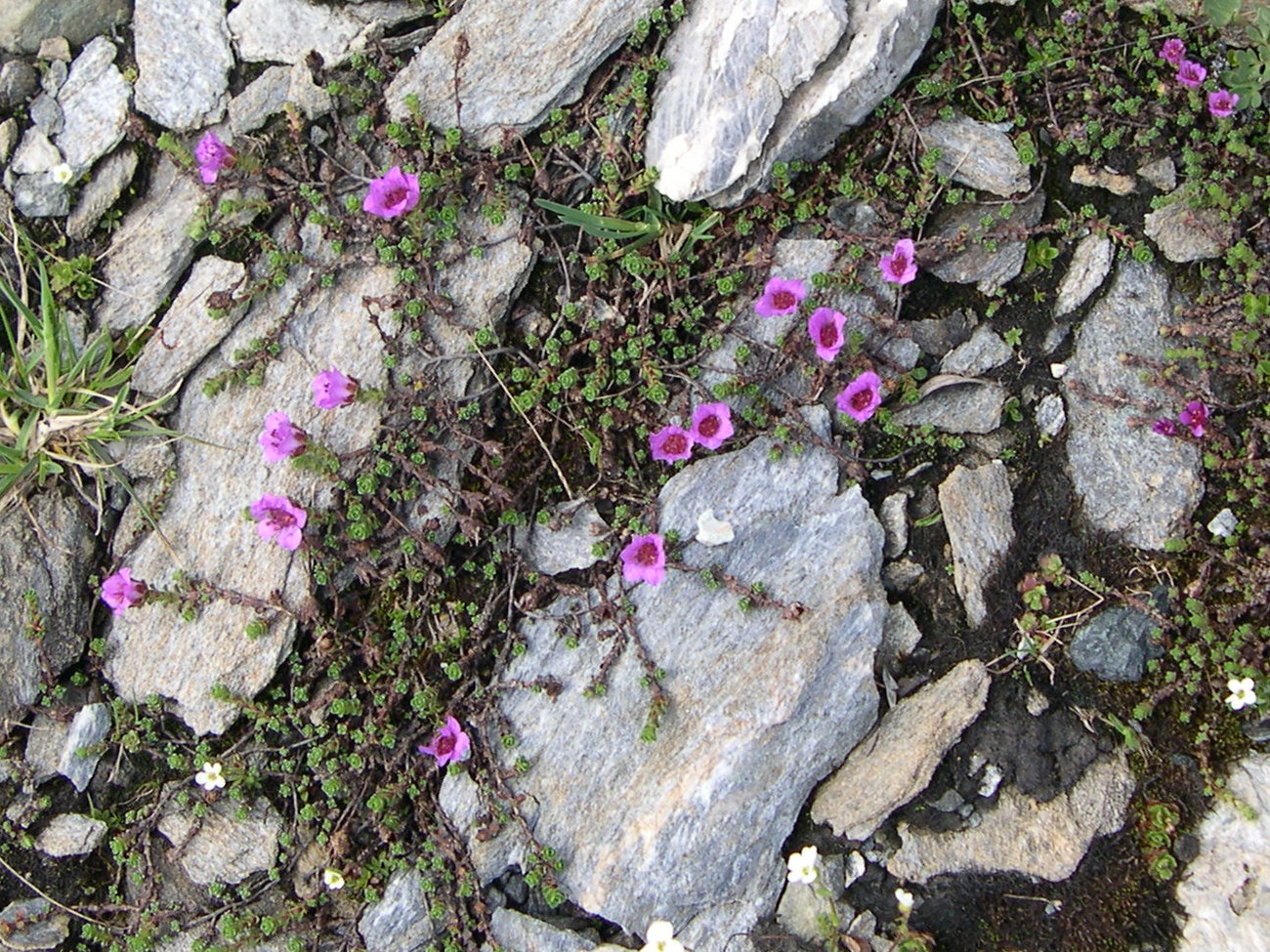 saxifraga_oppositifolia3md