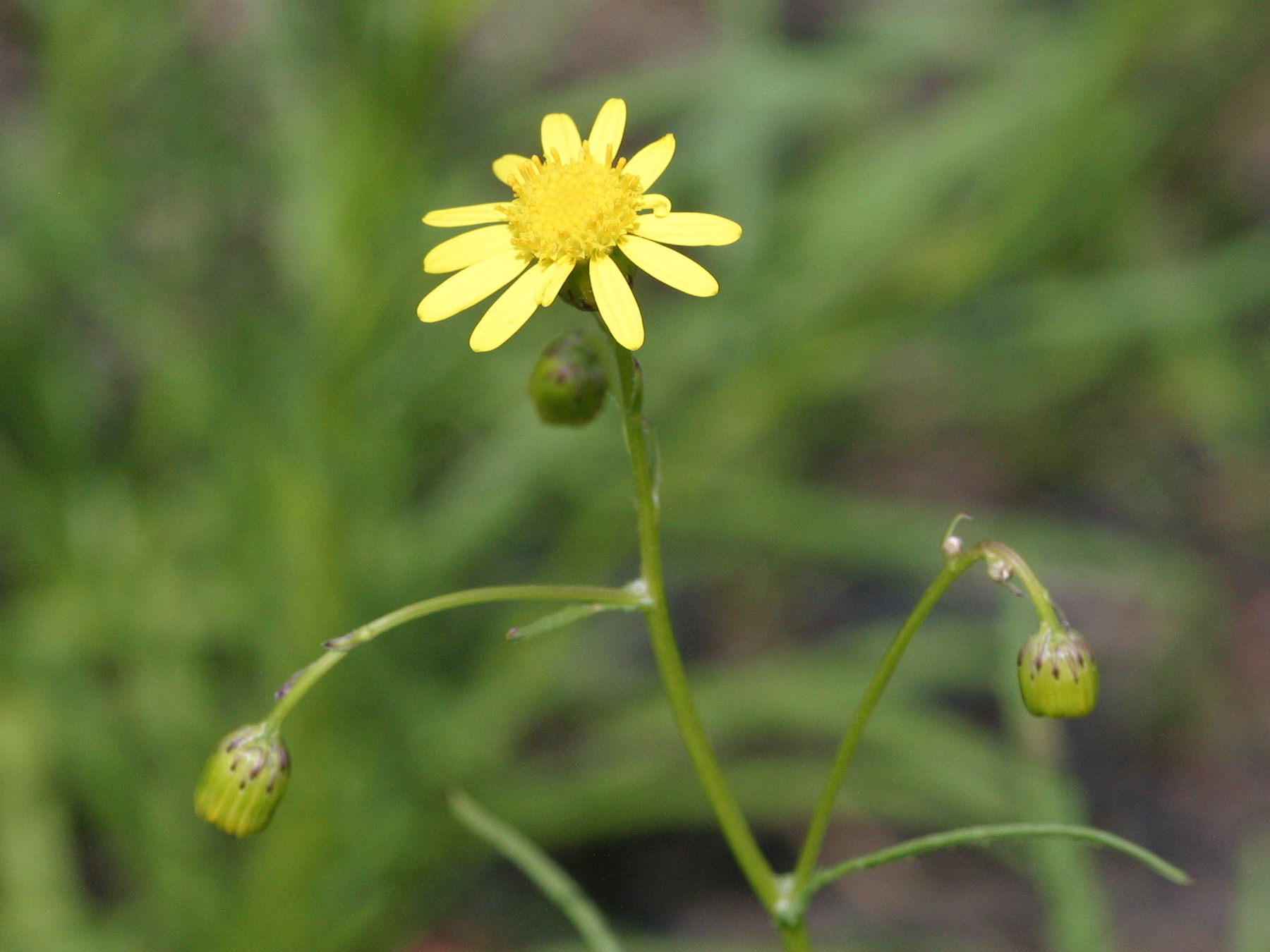 senecio_inaequidens2abd