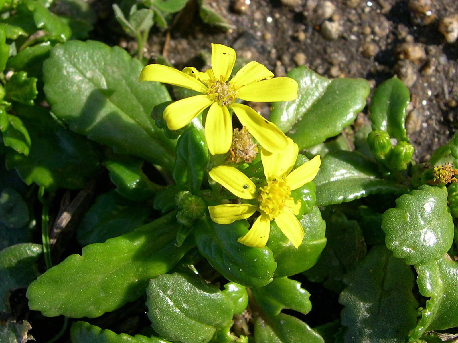 senecio_leucanthemifolius2md