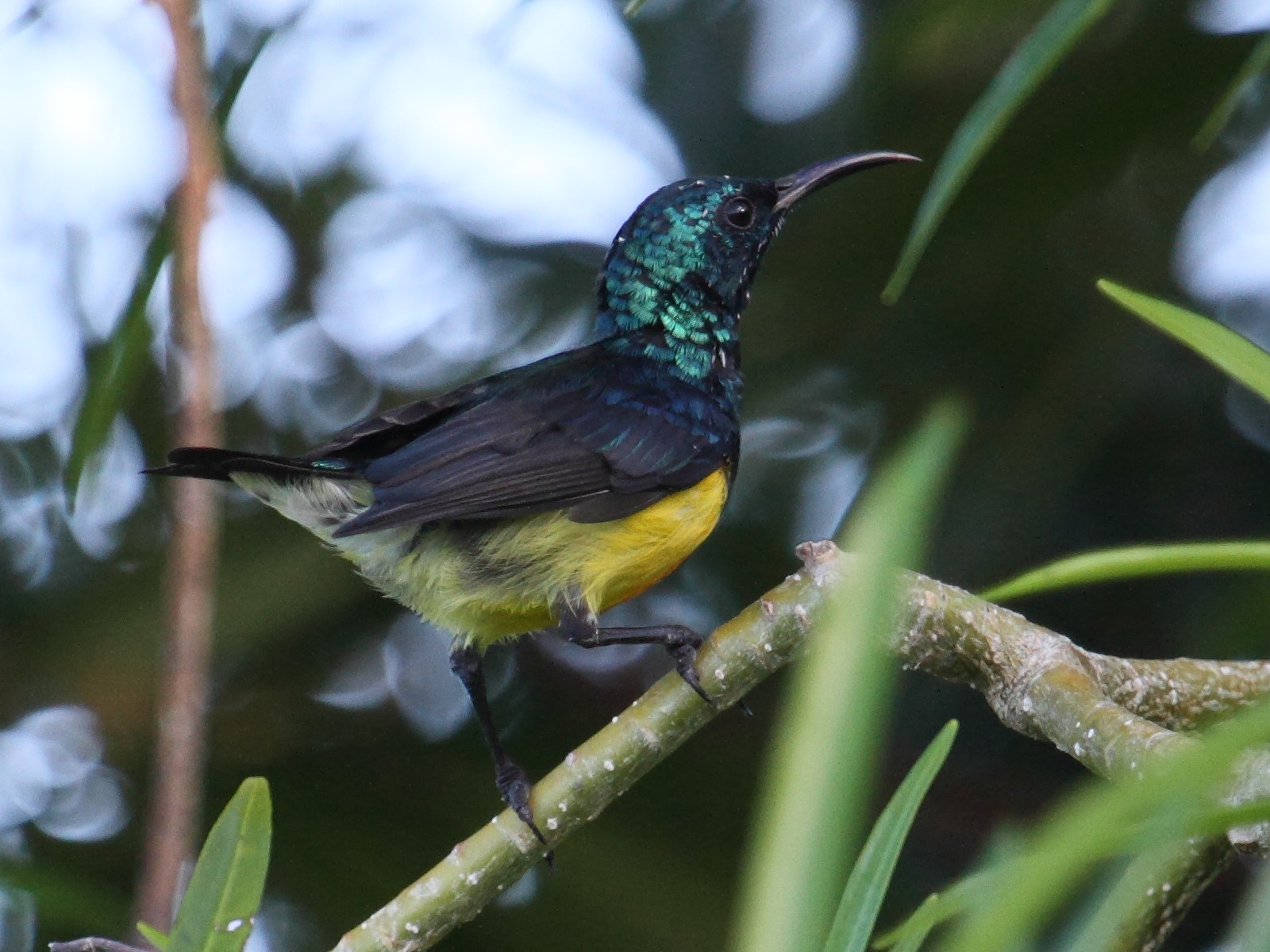 souimanga_de_mayotte_-_cinnyris_coquerellii2bd