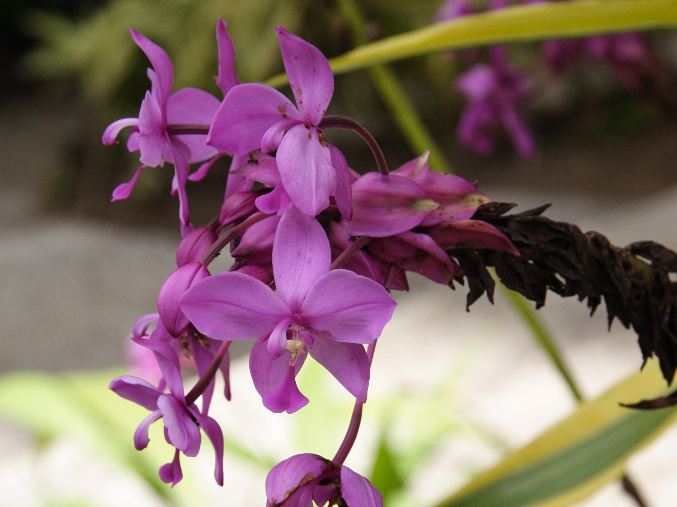 Afficher le média spathoglottis_plicata3md spathoglottis_plicata3md