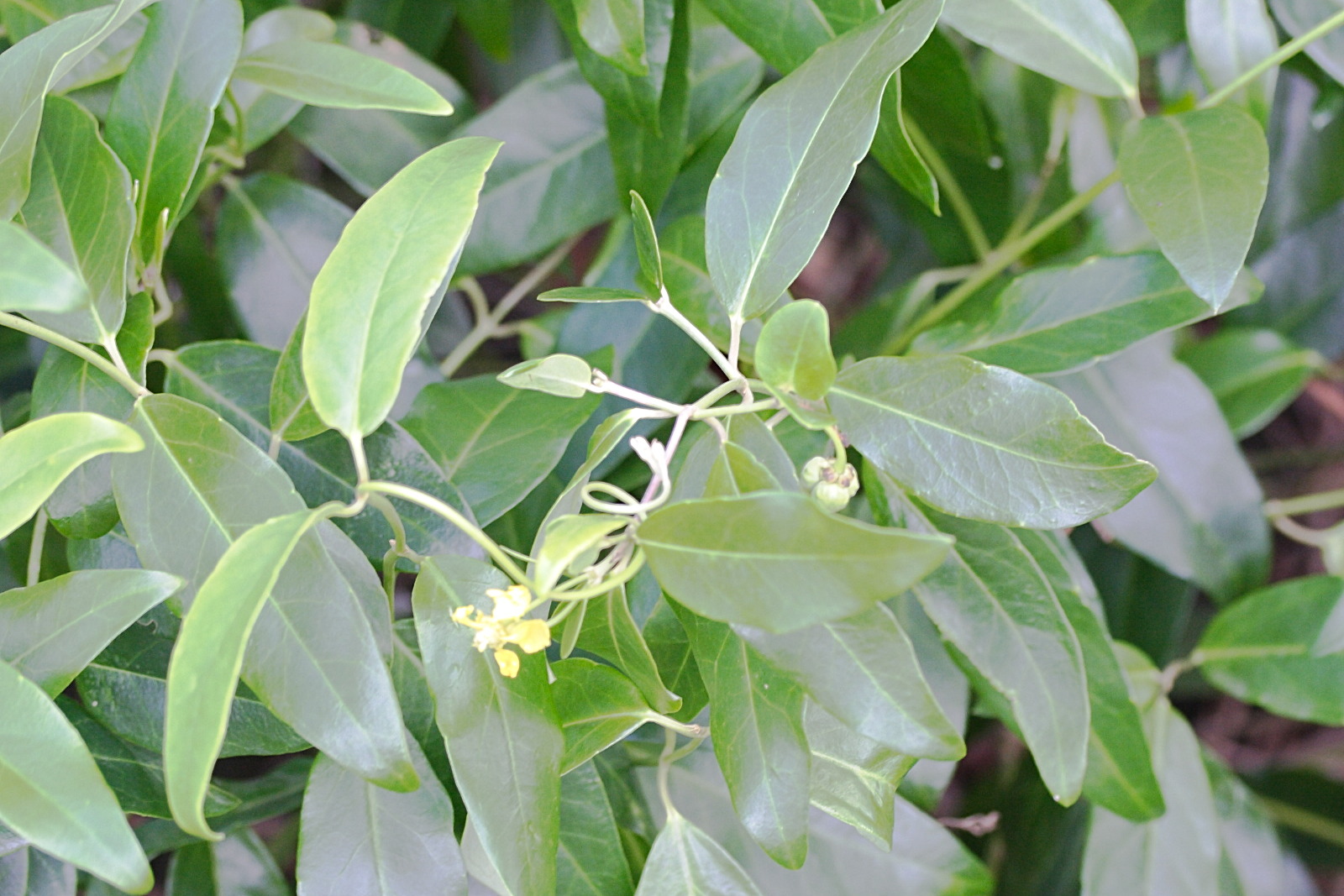 stigmaphyllon_ovatum1md