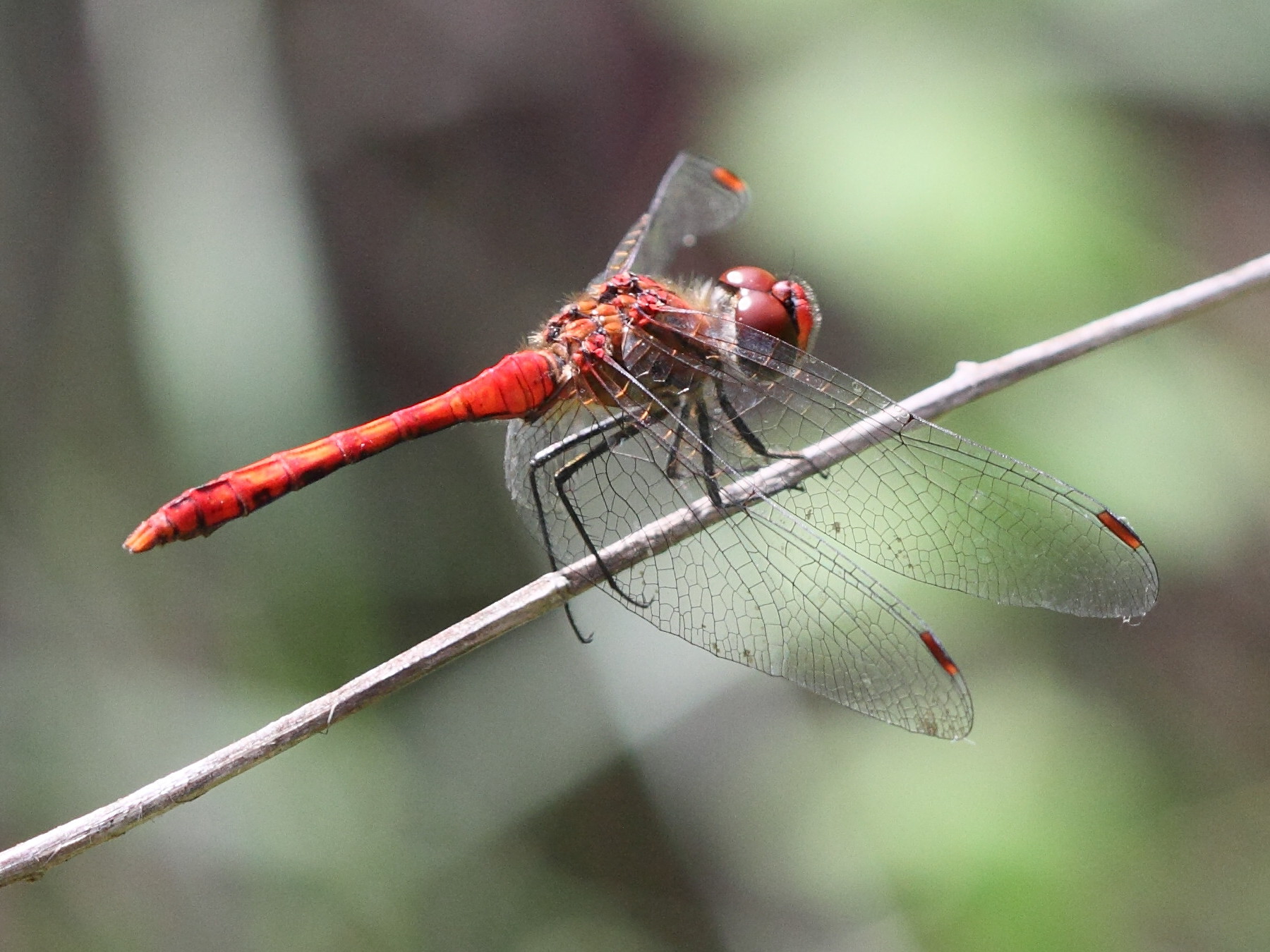 sympetrum_depressiusculum1bd