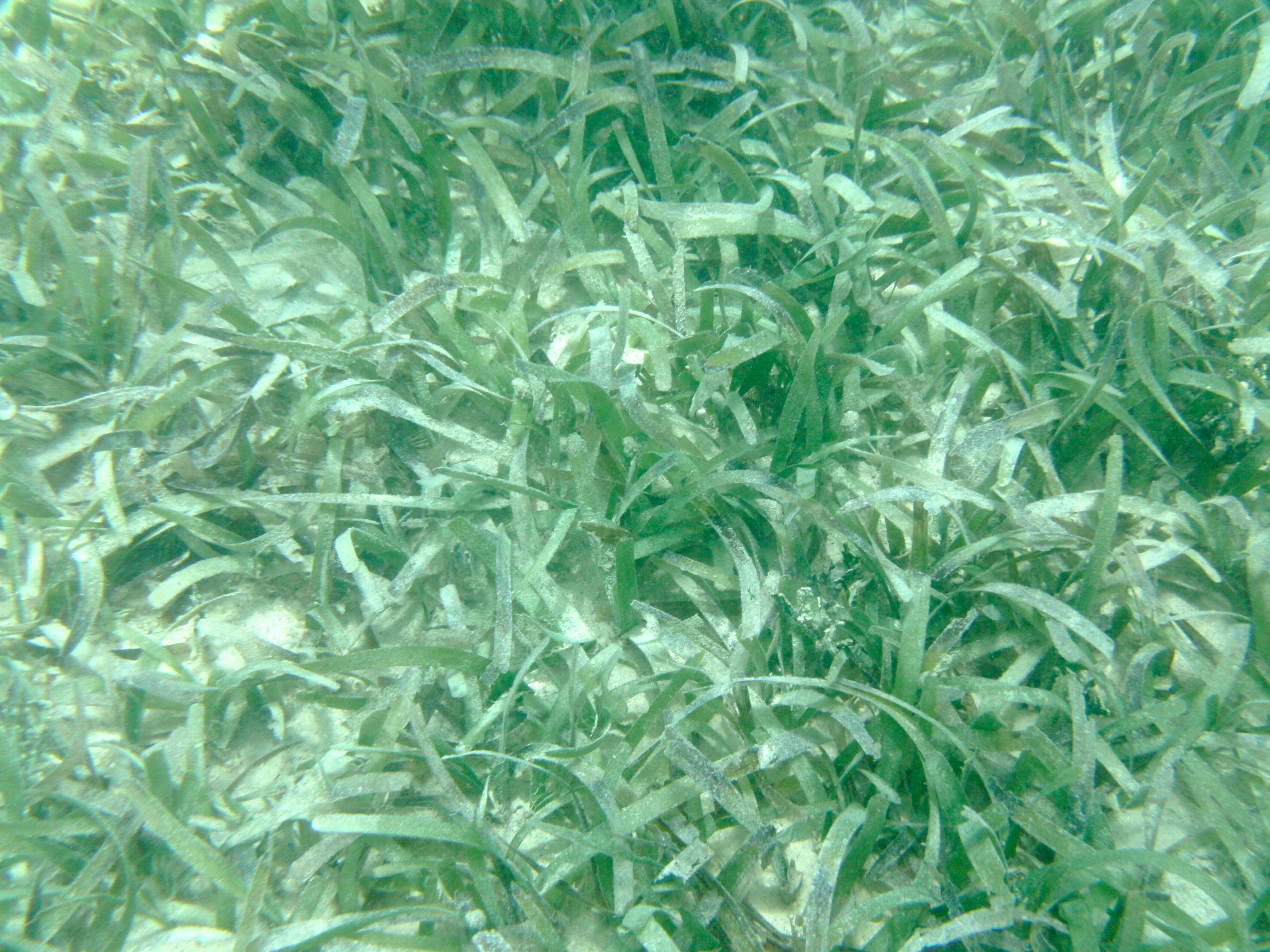 thalassia_testudinum3bd