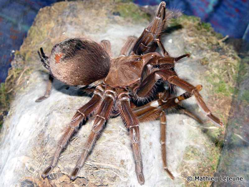 theraphosa_apophysis3ml