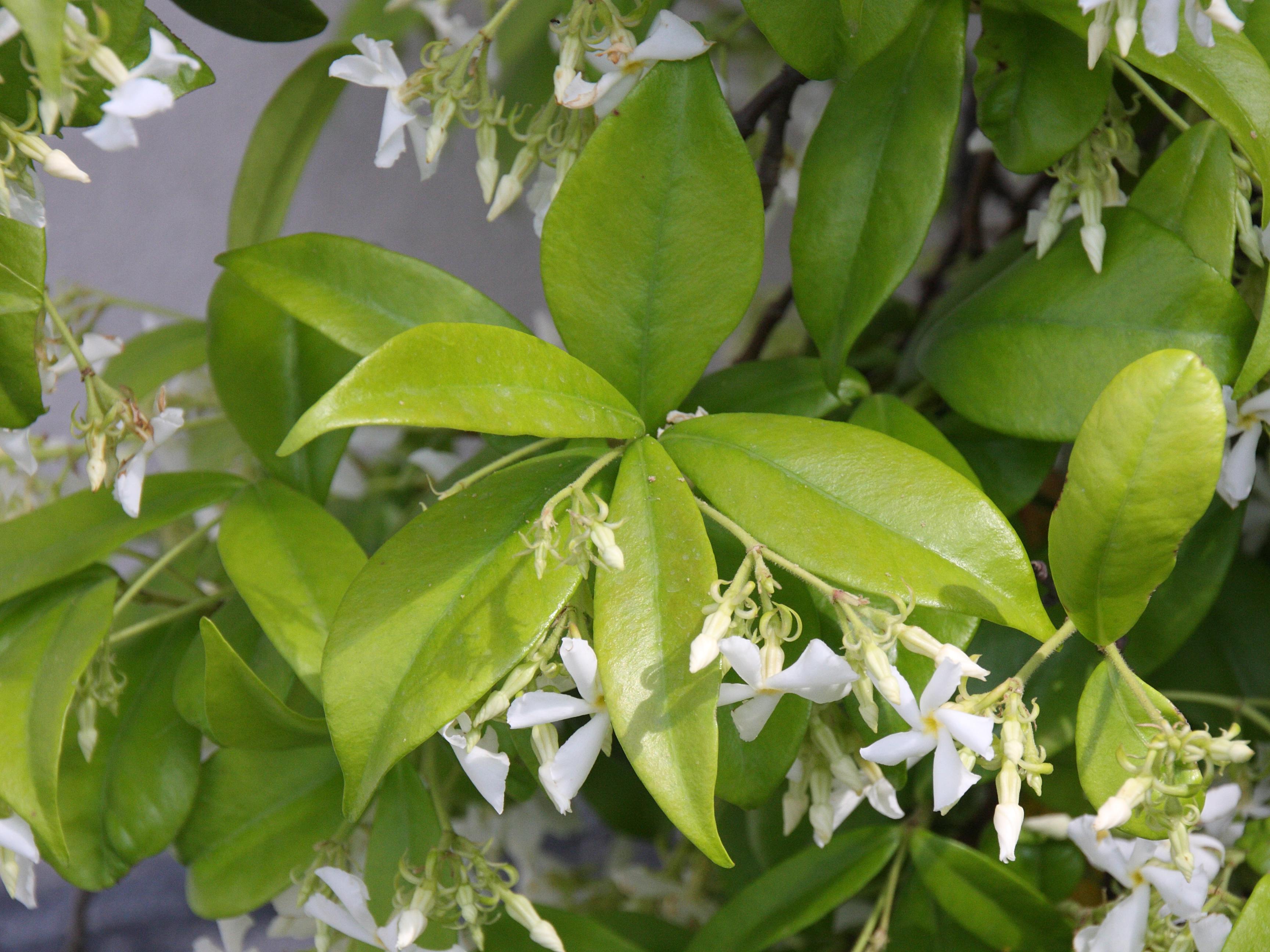trachelospermum_jasminoides4bd