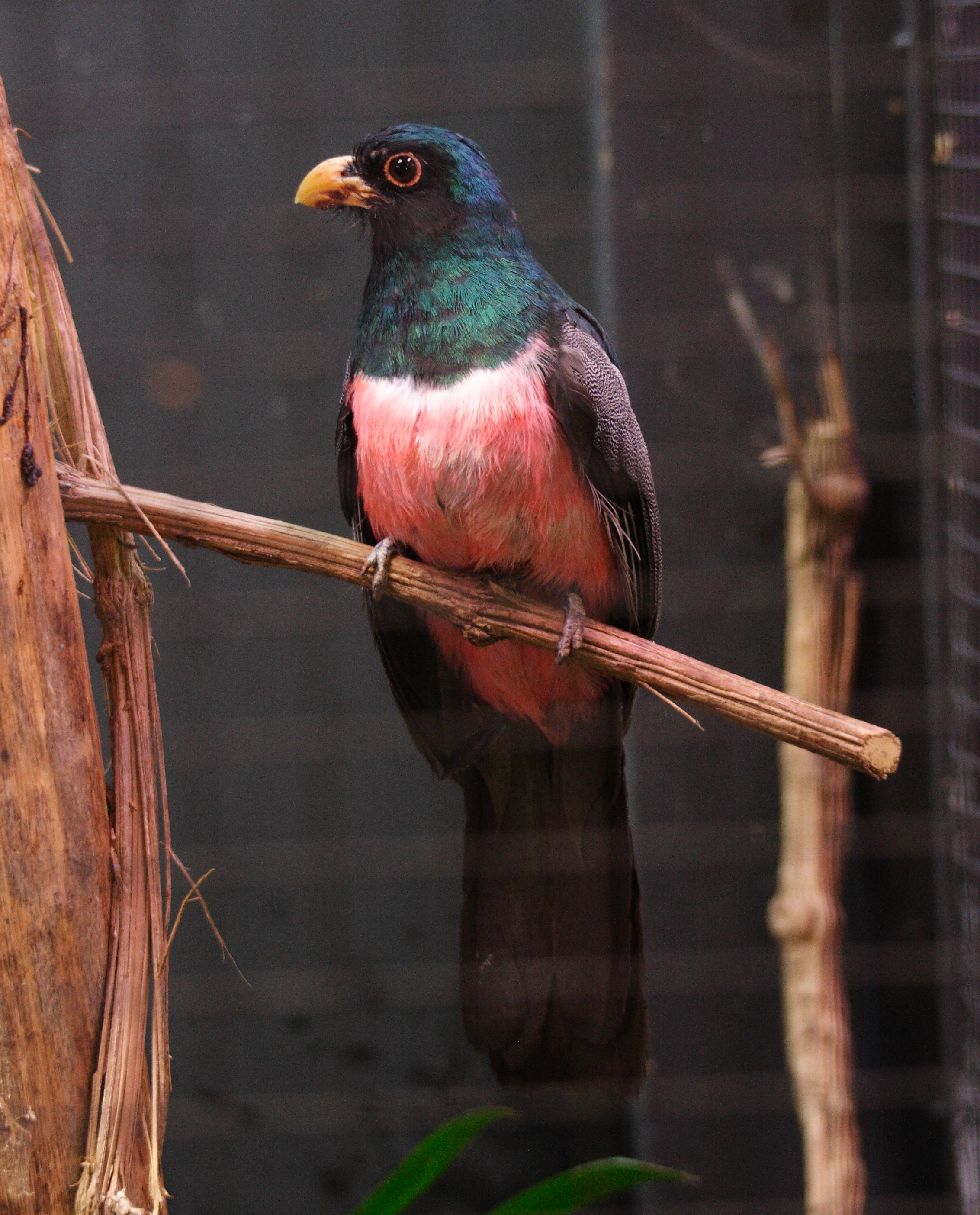 trogon_a_queue_noire_-_trogon_melanurus_swainsonii1md