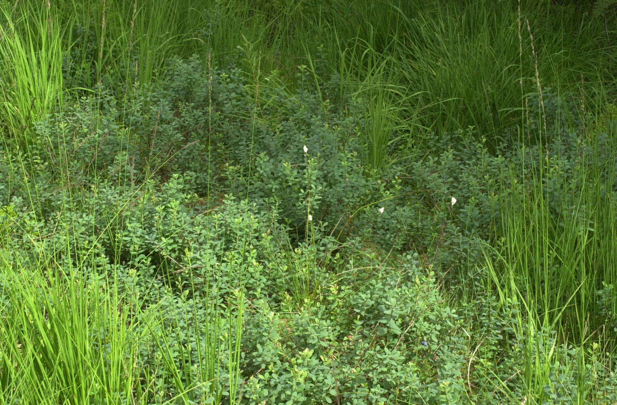 Afficher le média vaccinium_uliginosum4md vaccinium_uliginosum4md