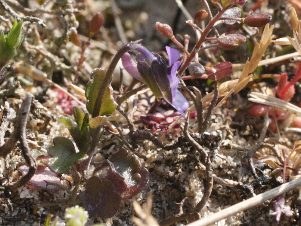 viola_kitaibeliana2md