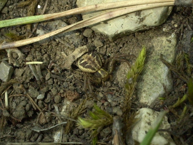 xysticus_cristatus1md