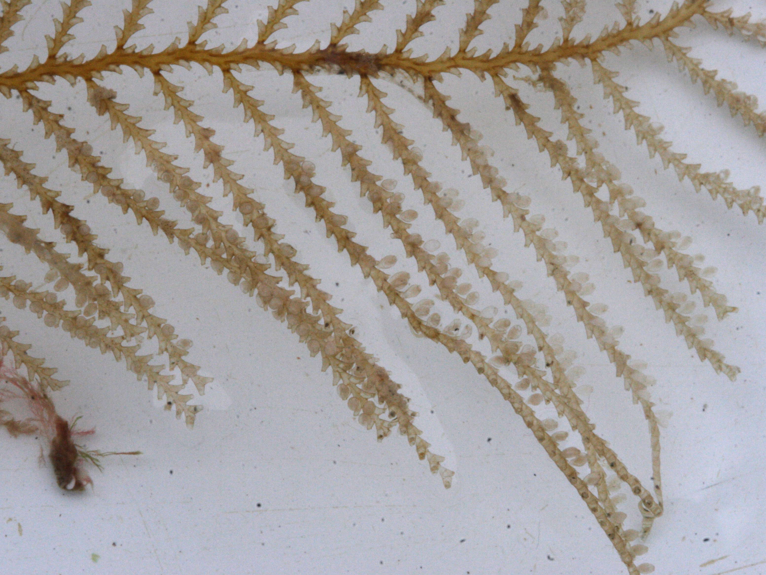 abietinaria_abietina3md