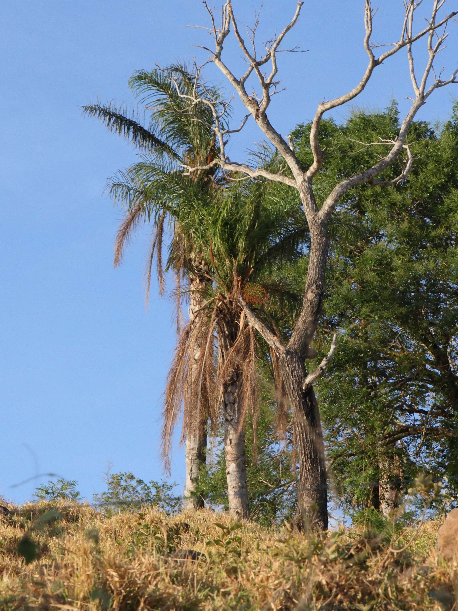 acrocomia_aculeata1md