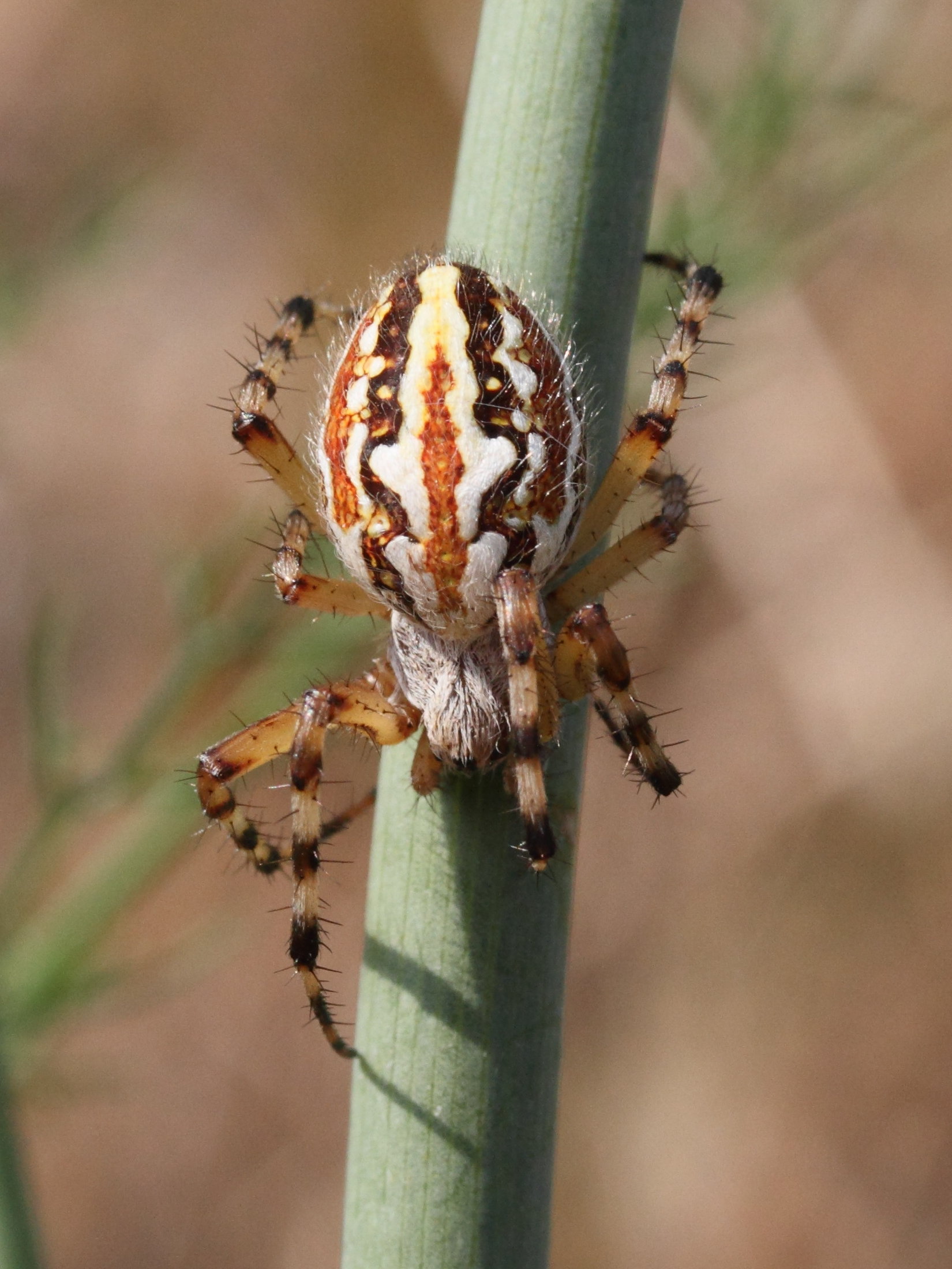 aculepeira_armida5md