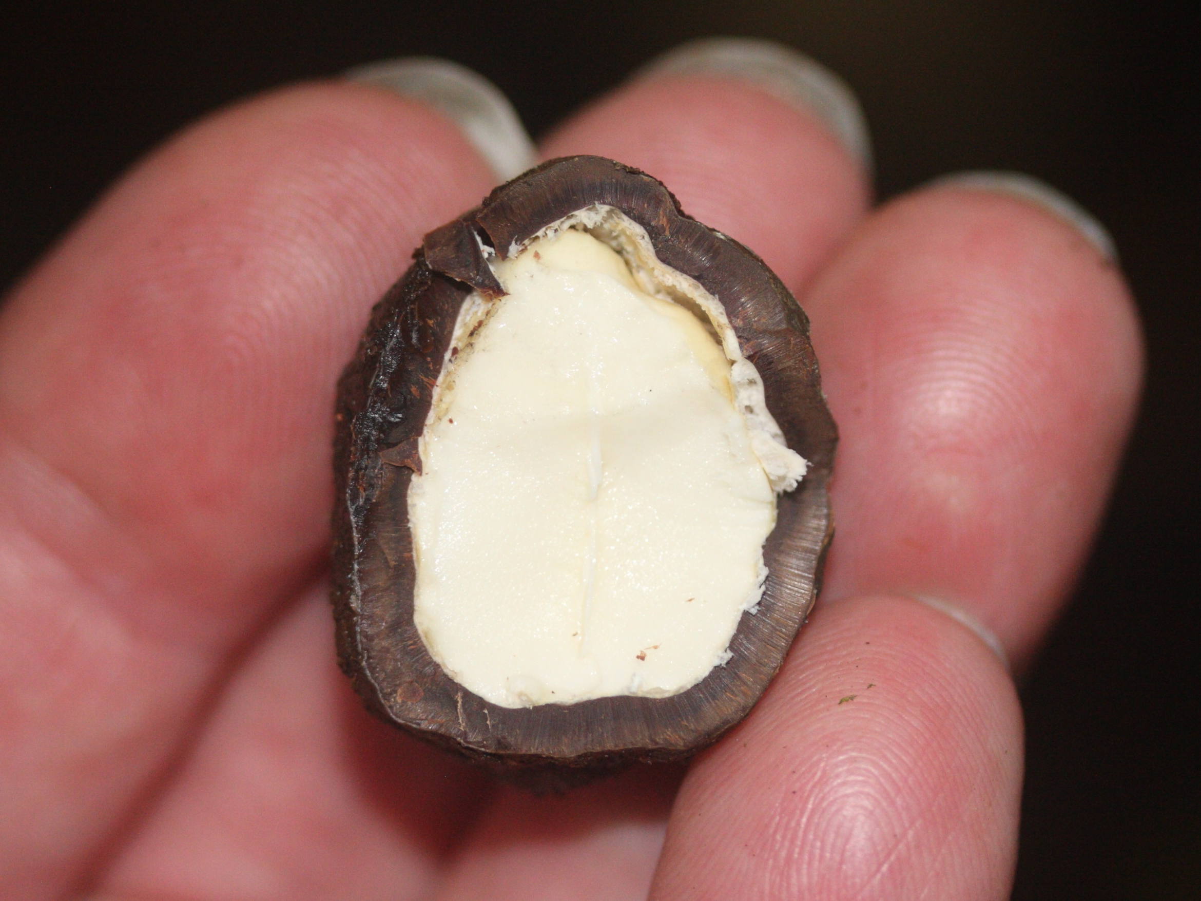 aleurites_moluccana4md