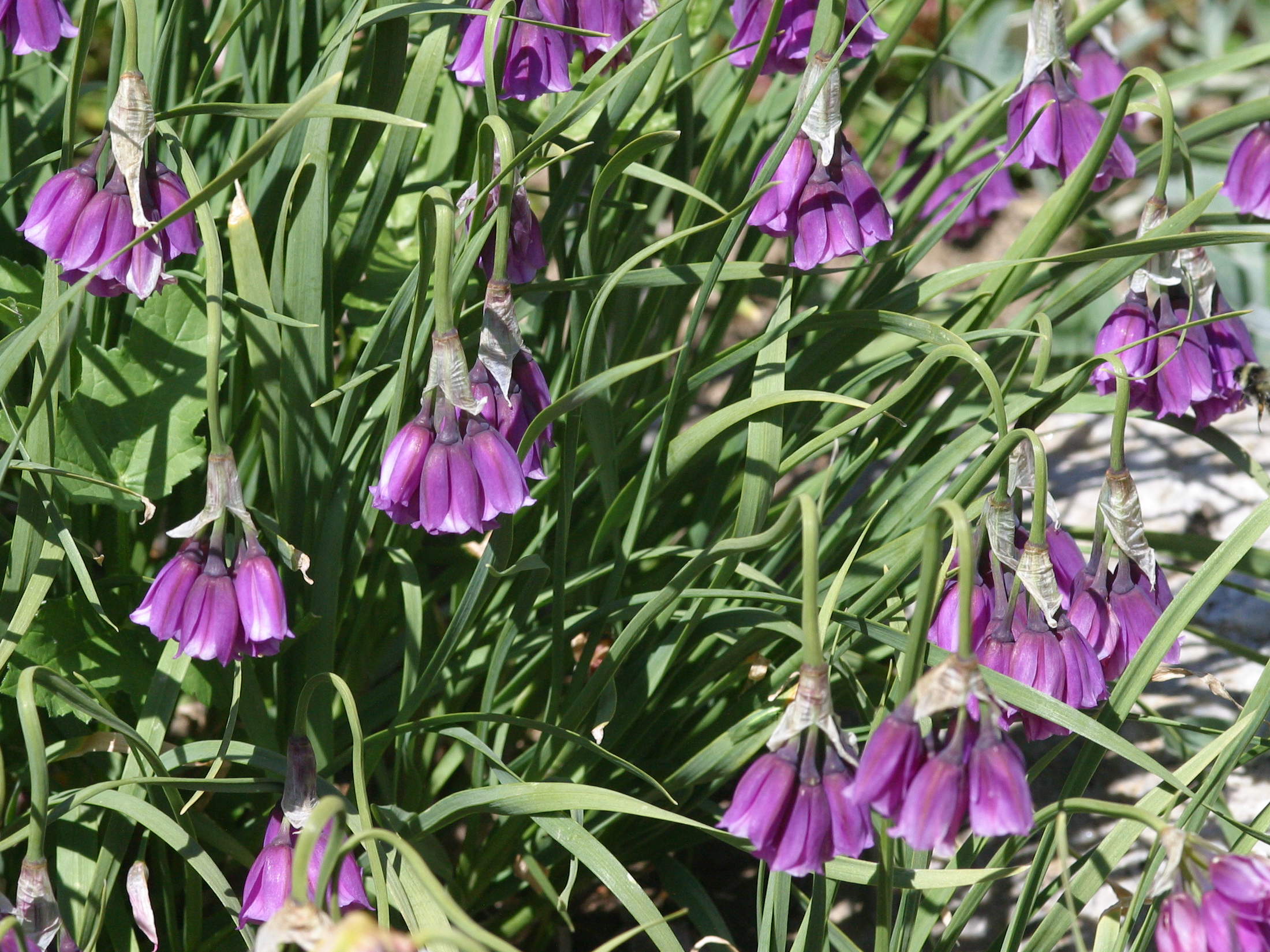 allium_insubricum2bd