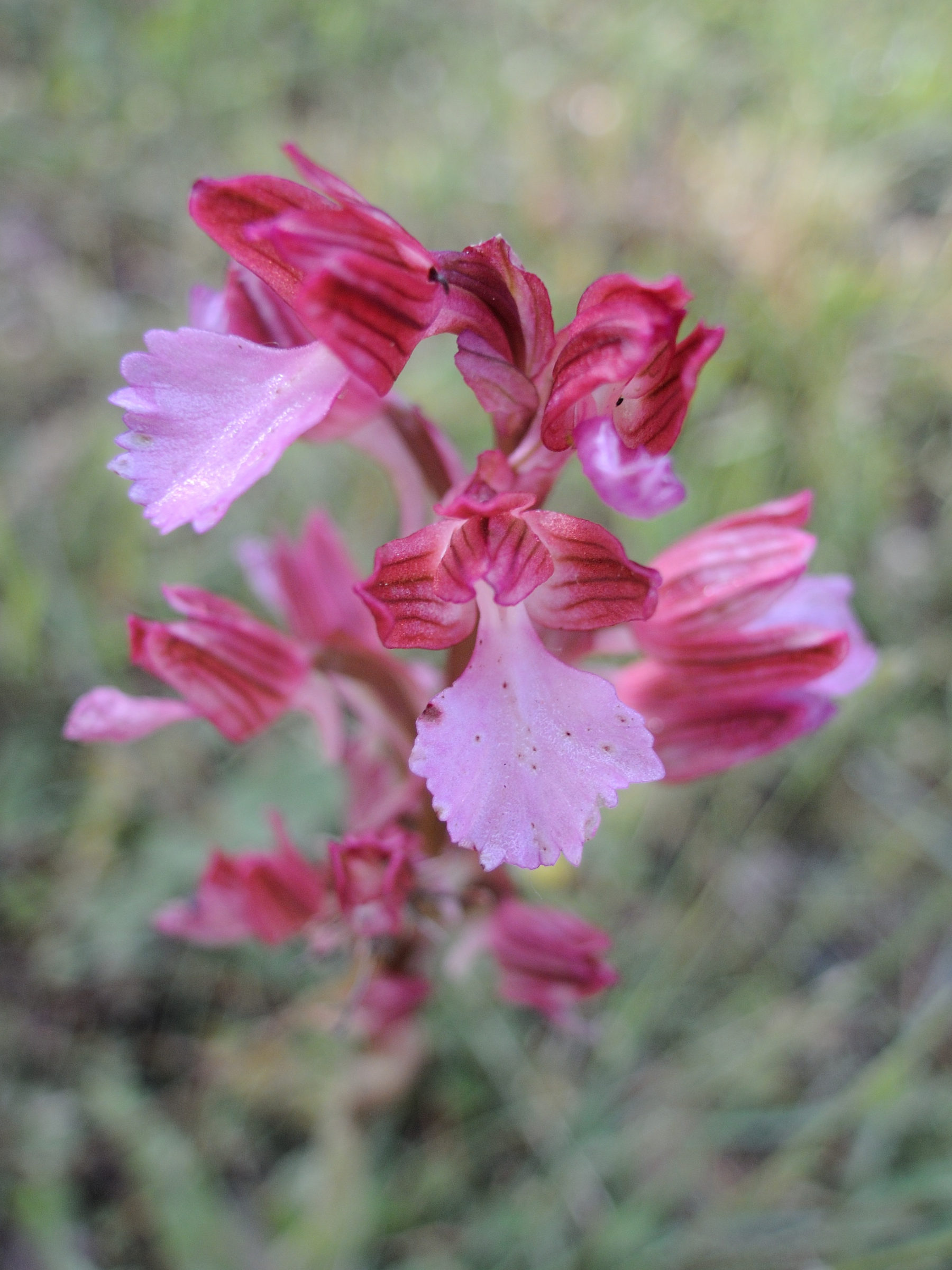 anacamptis_papilionacea6md