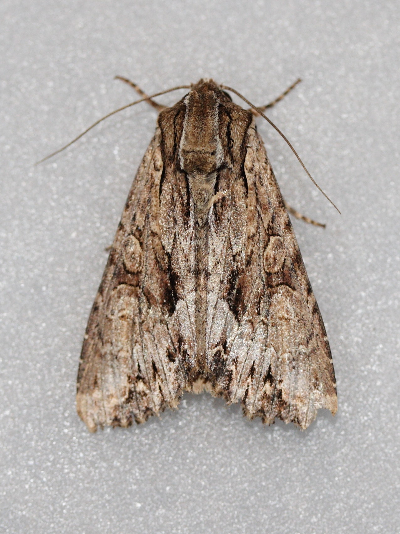 apamea_monoglypha1md