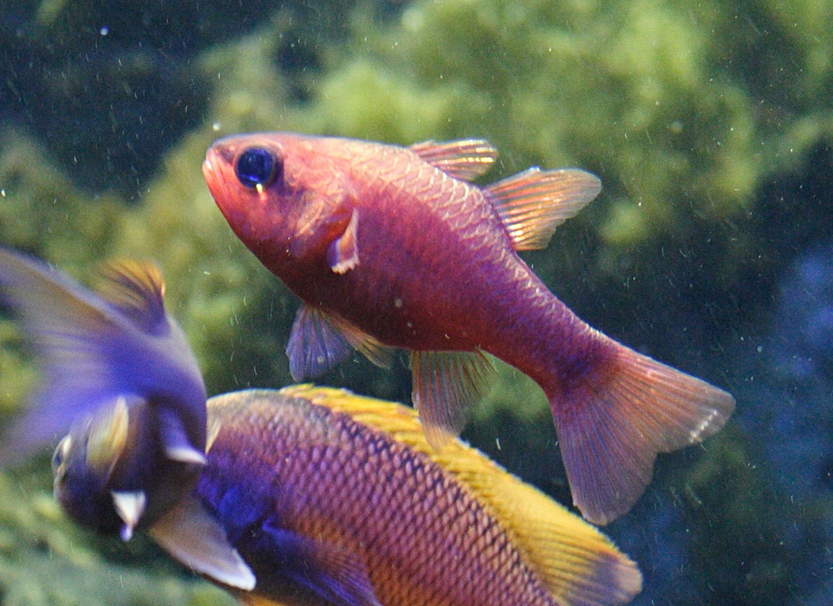 Afficher le média apogon_imberbis1md apogon_imberbis1md