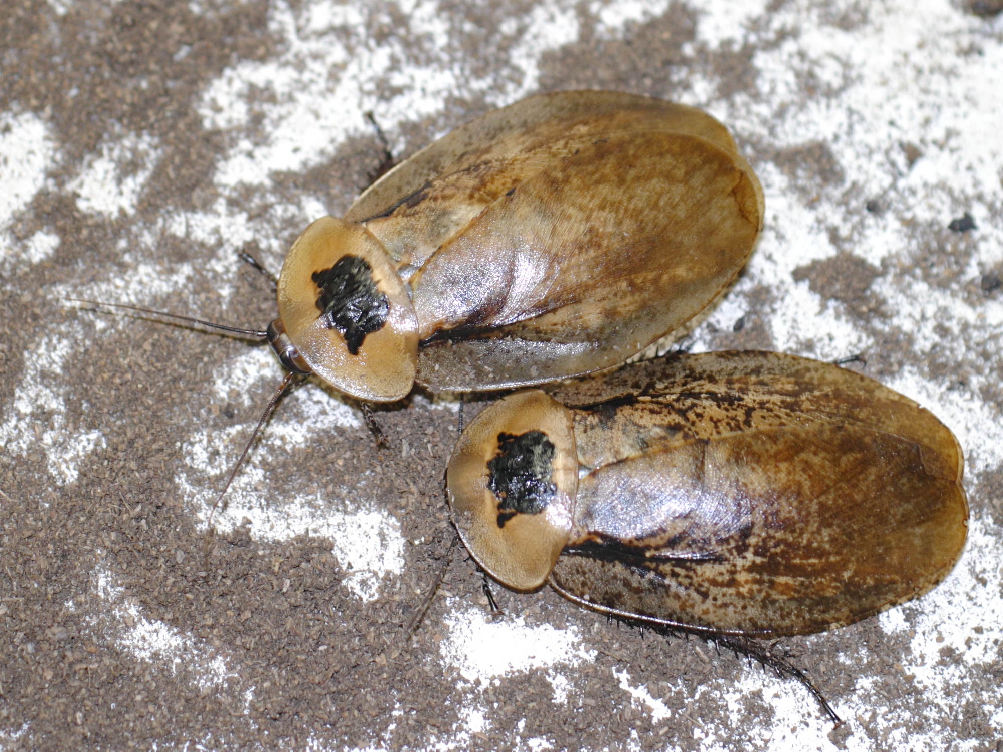 archimandrita_tessellata2bd