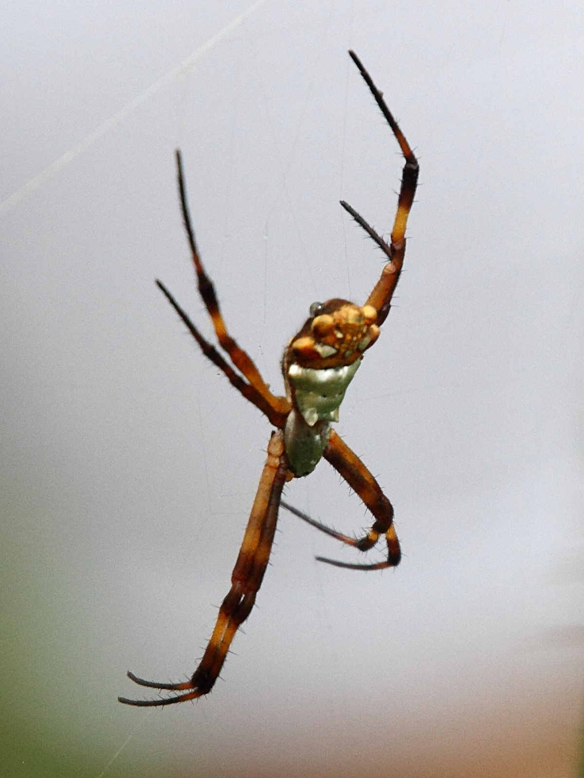 argiope_argentata5amd