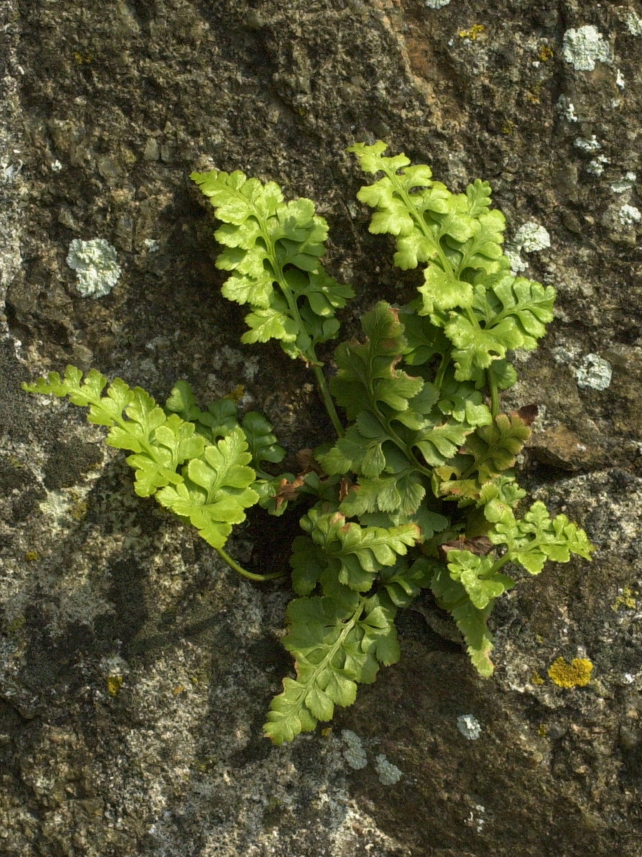 asplenium_ruta-muraria1md