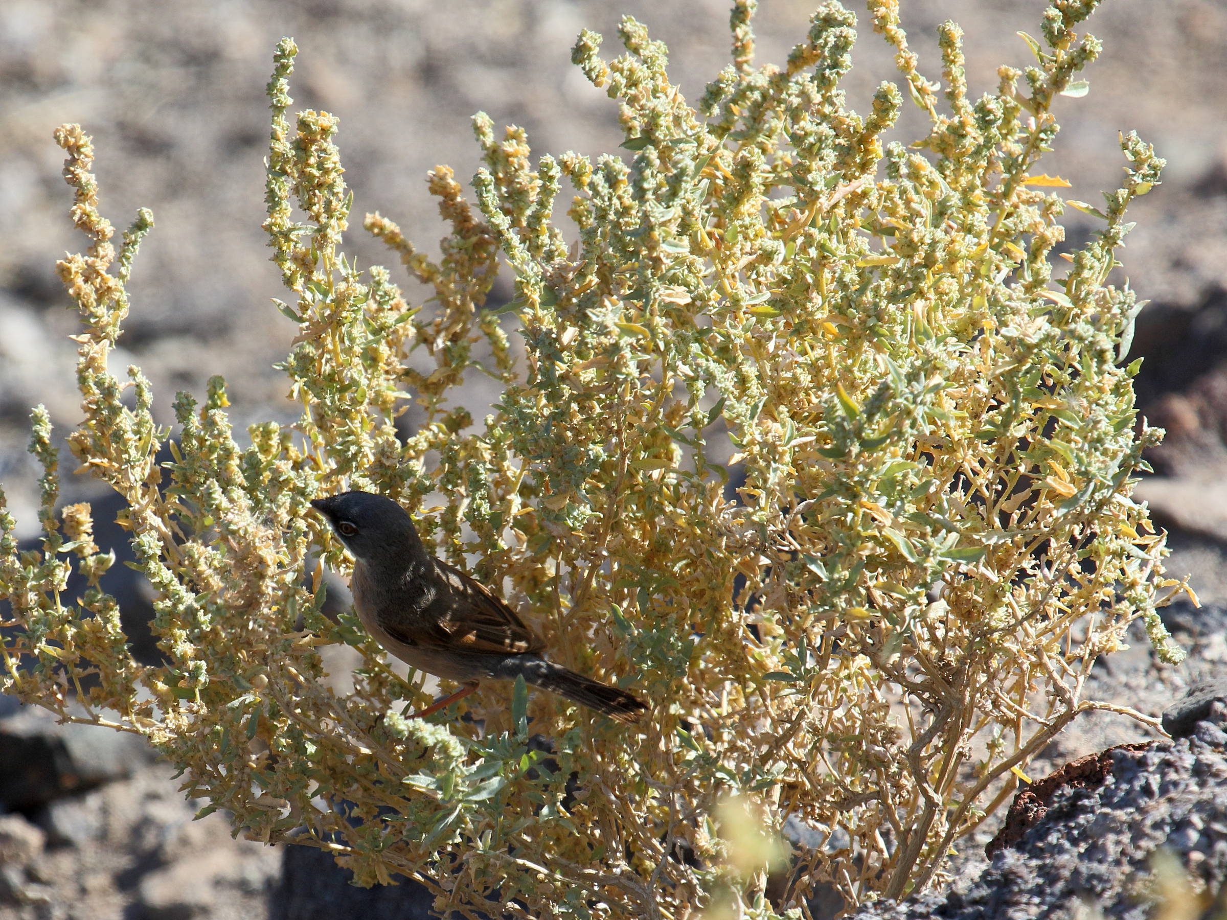 atriplex_semilunaris1bd