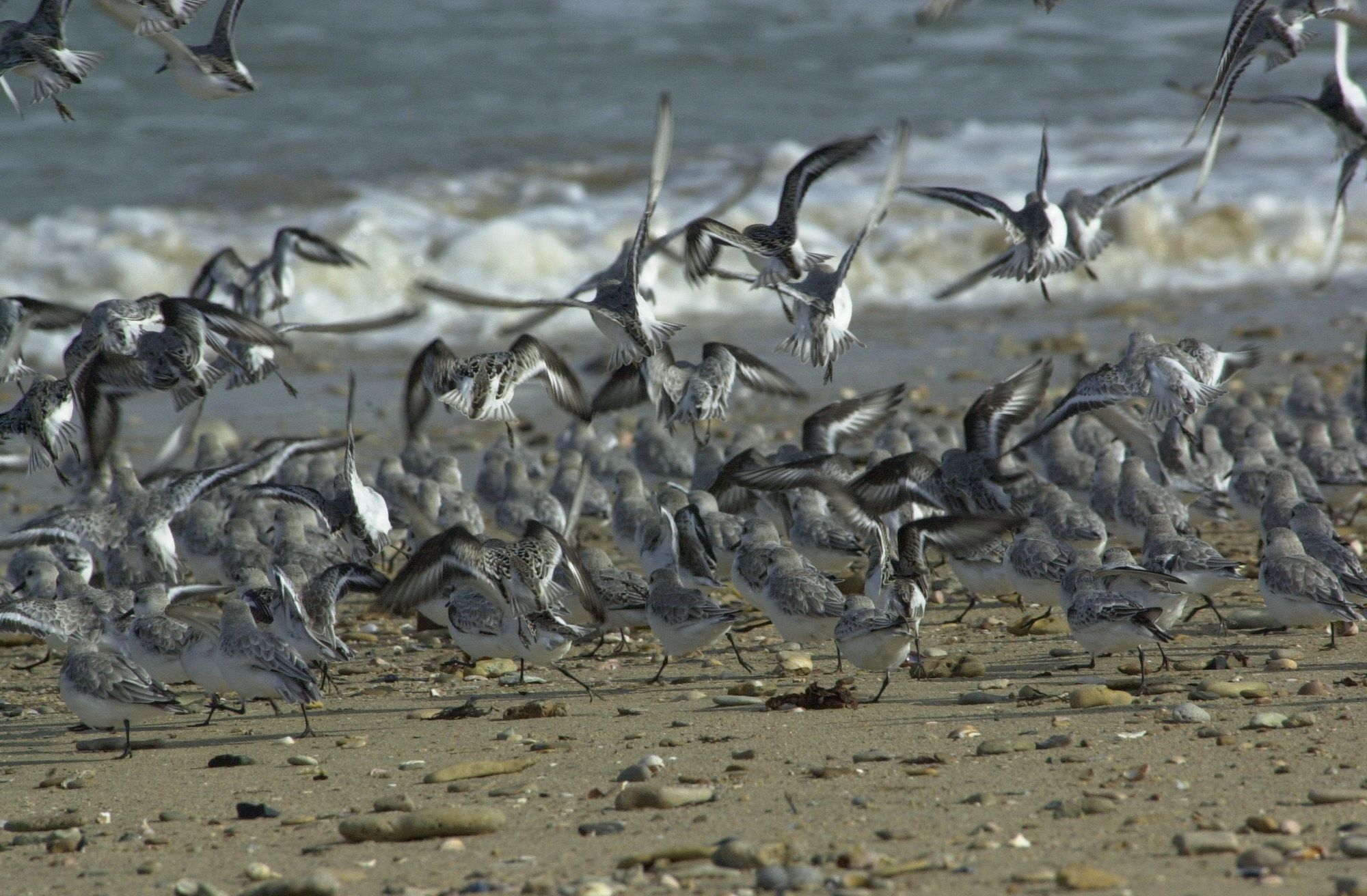 becasseau_sanderling_-_calidris_alba2bd
