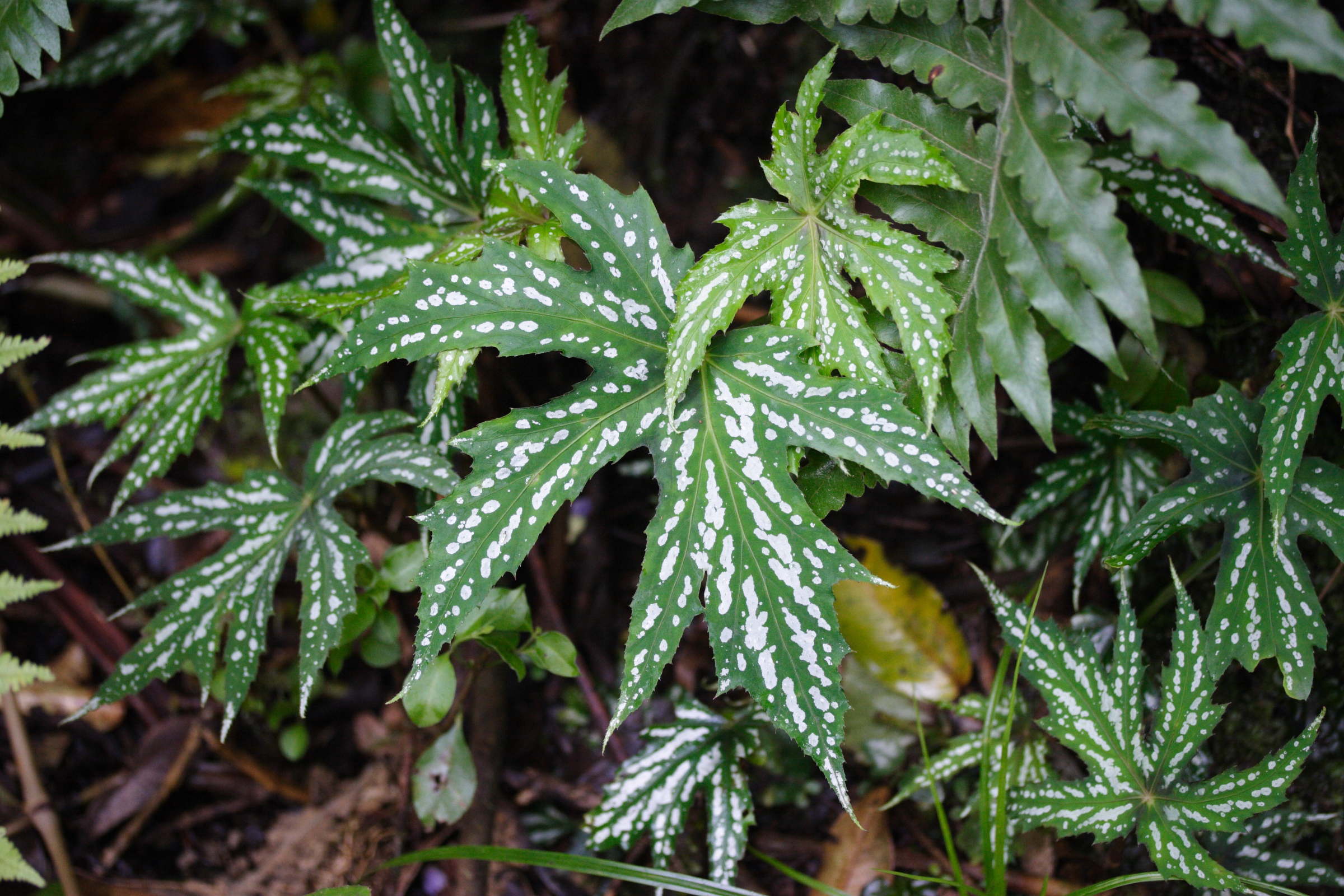 begonia_diadema1md