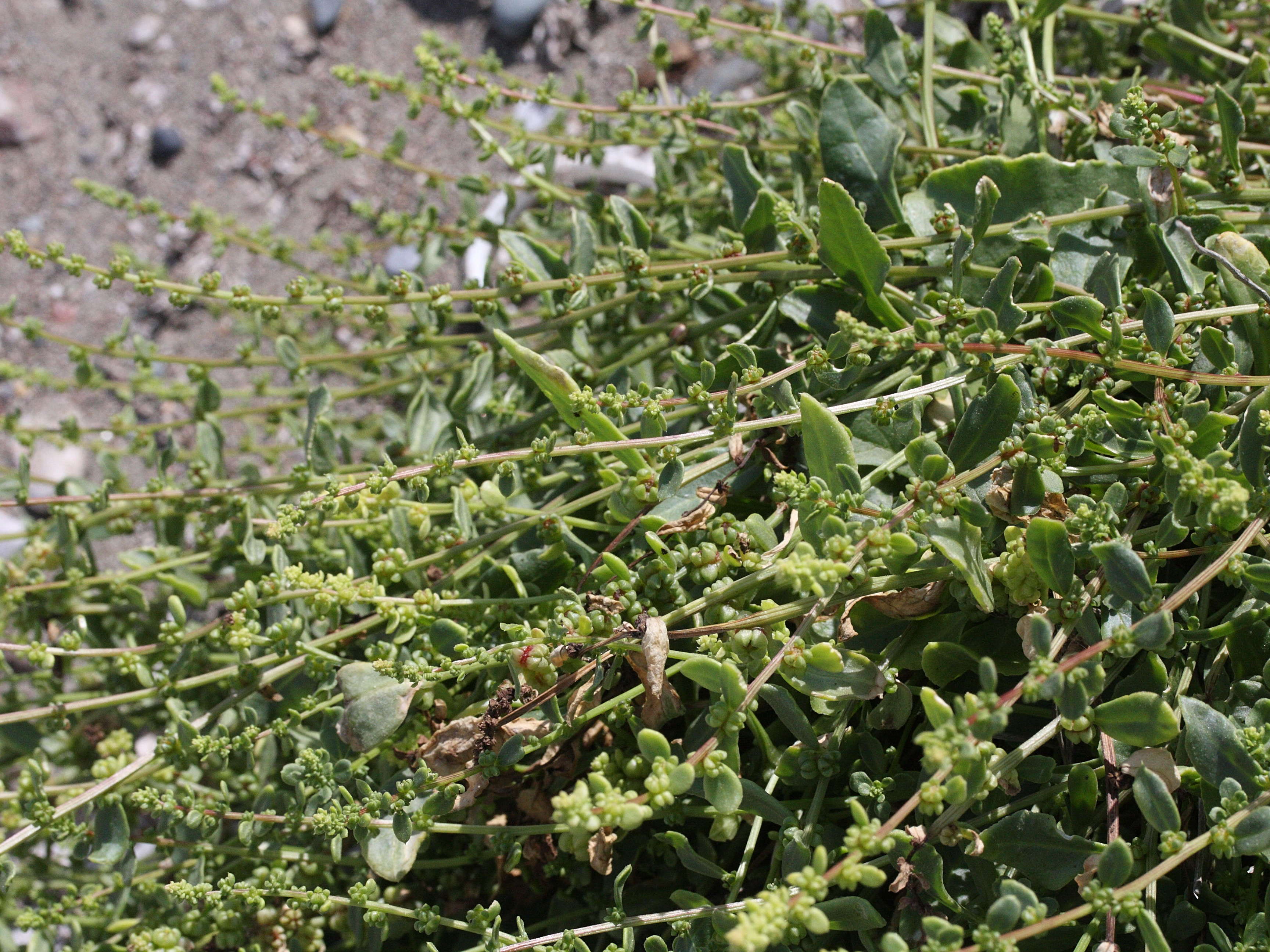 Afficher le média beta_maritima3md beta_maritima3md