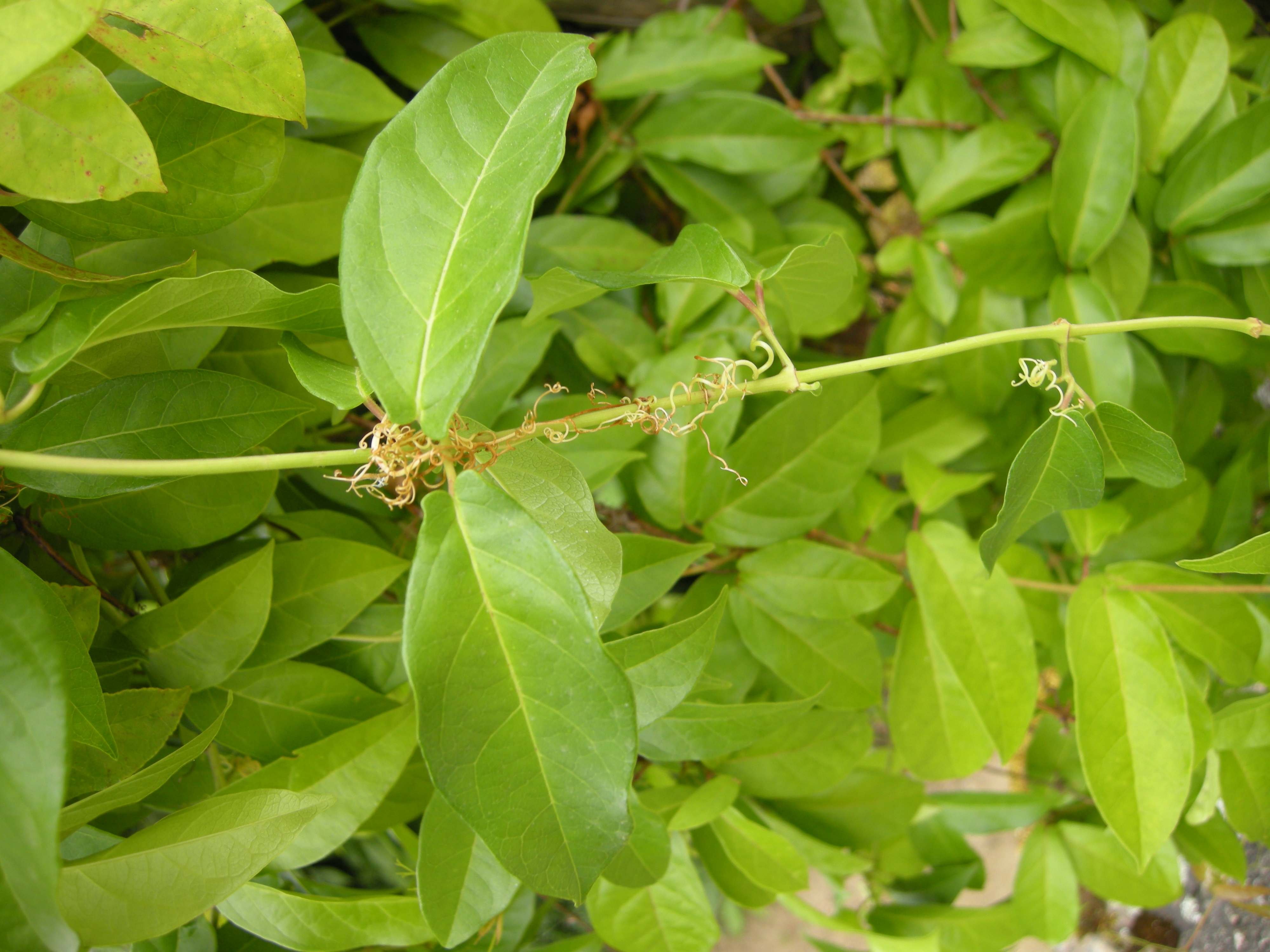 bignonia_capreolata2bd